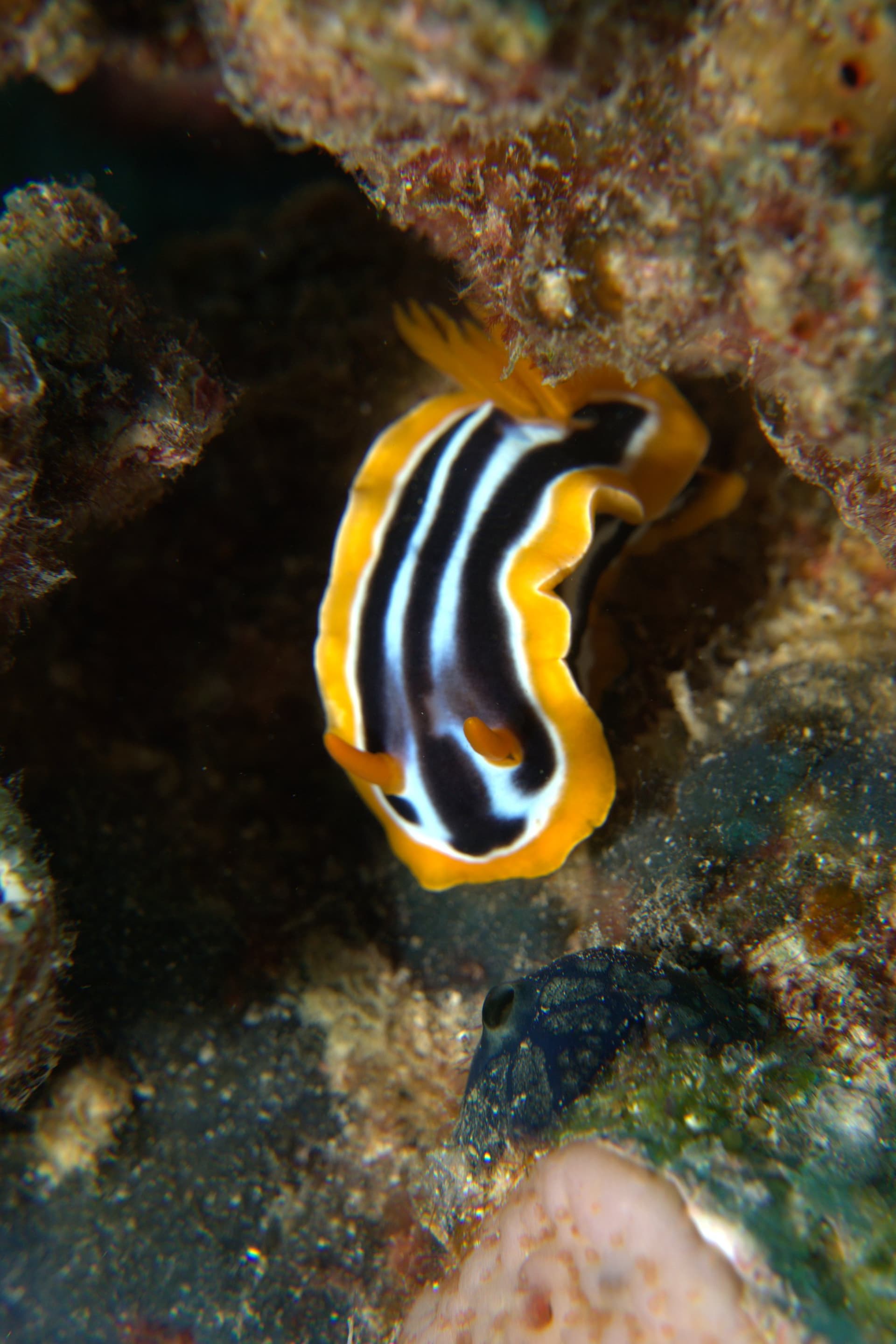African chromodorid