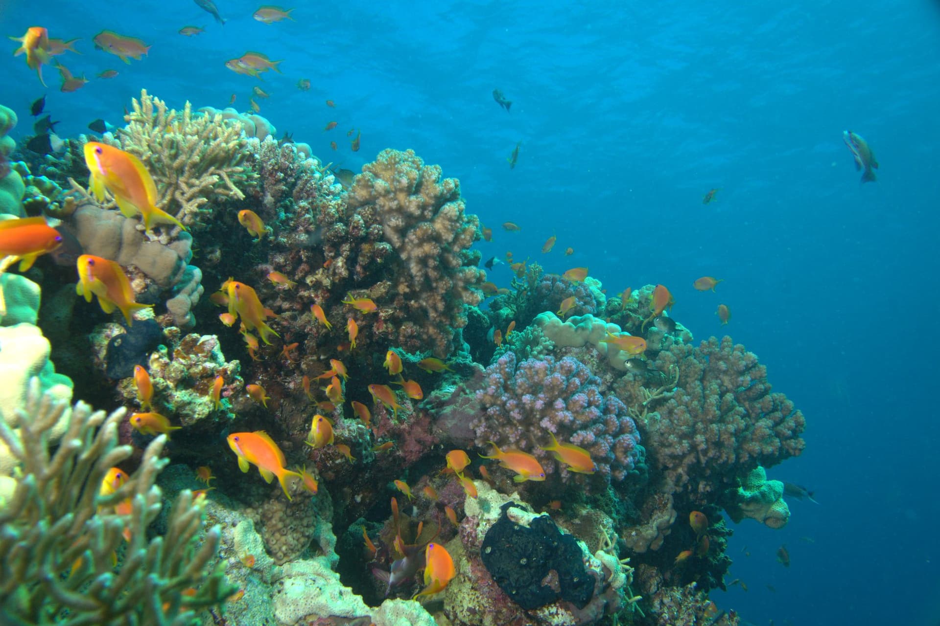 Anthias