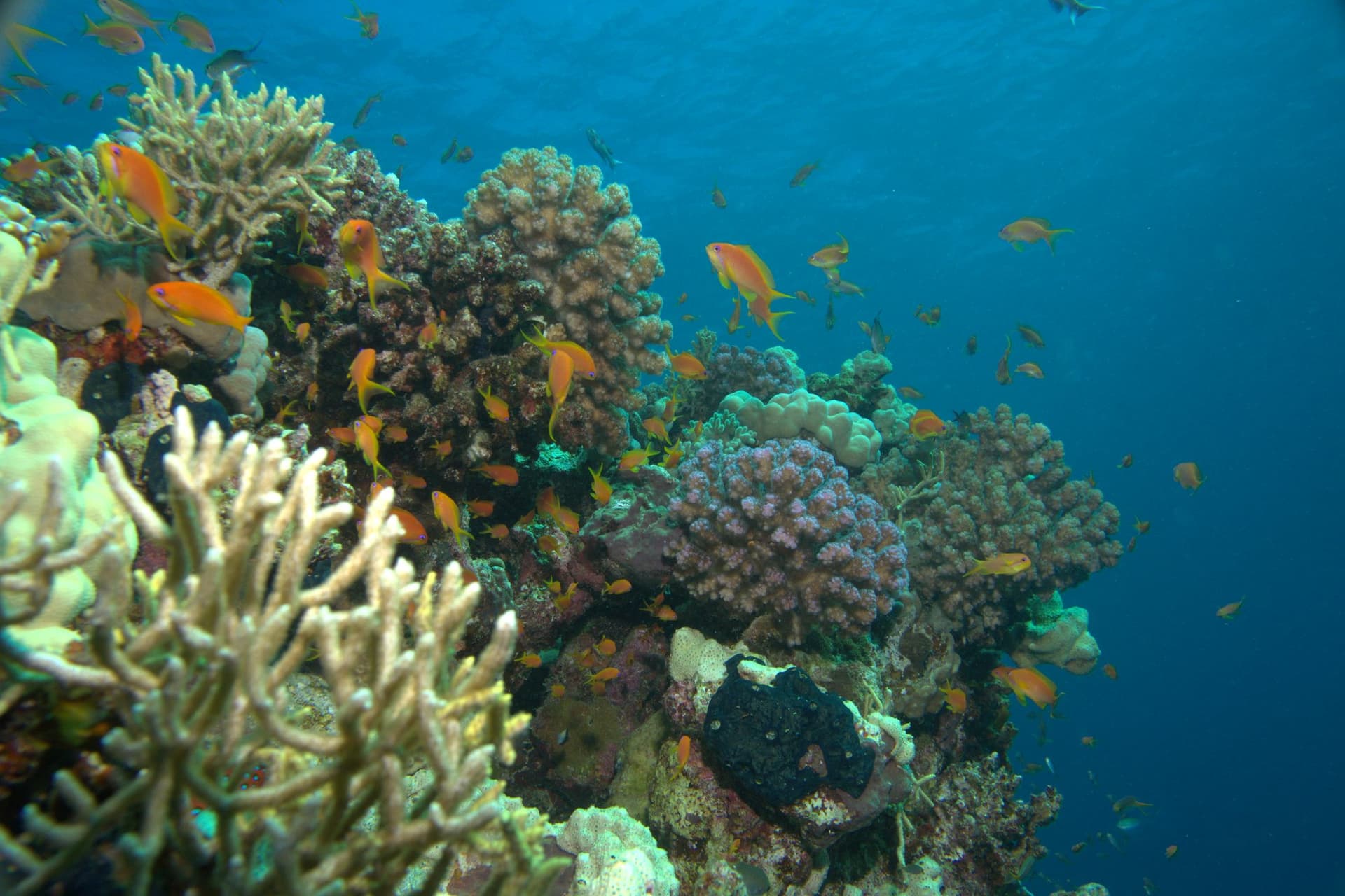 Anthias