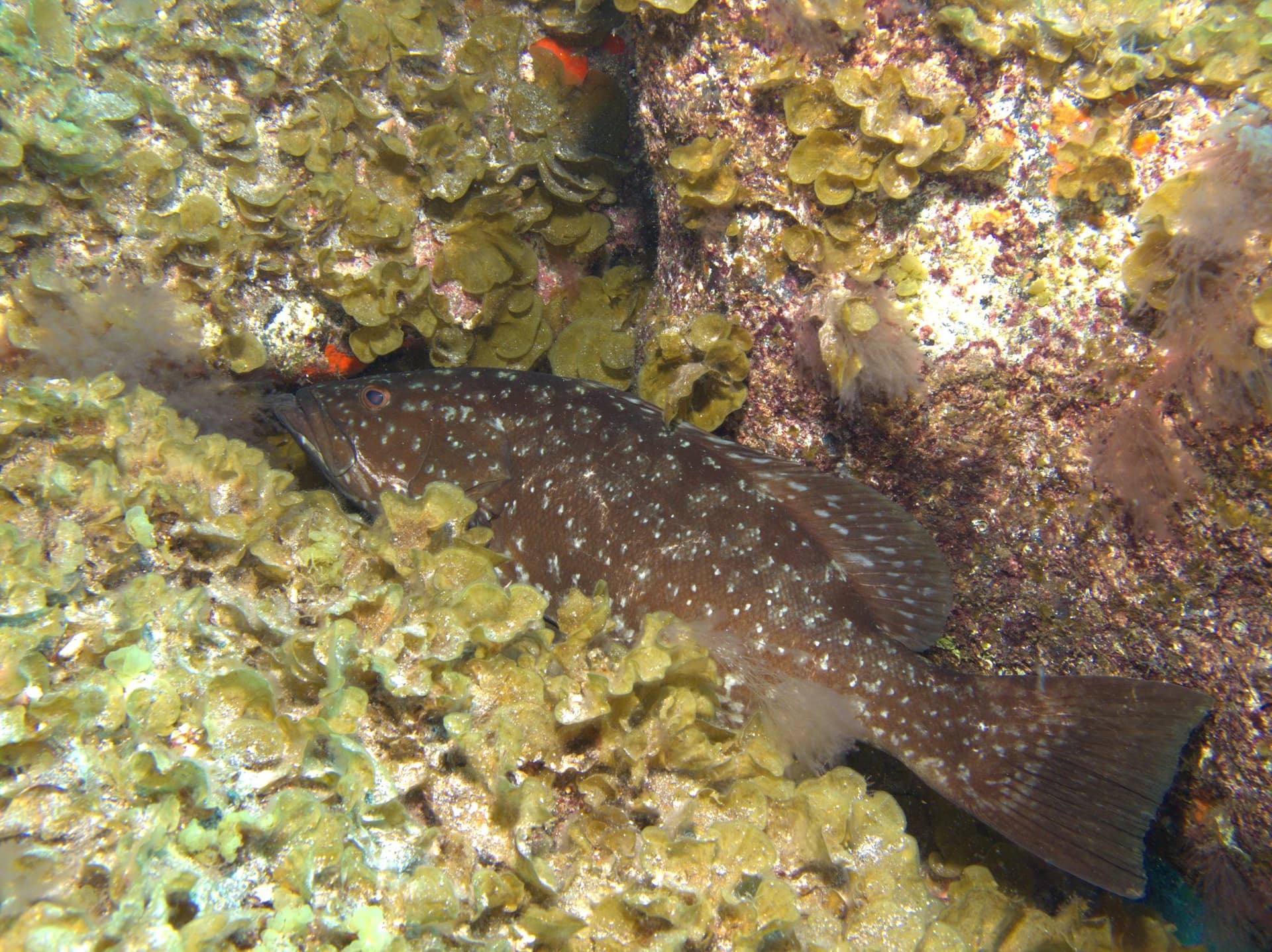 Island grouper