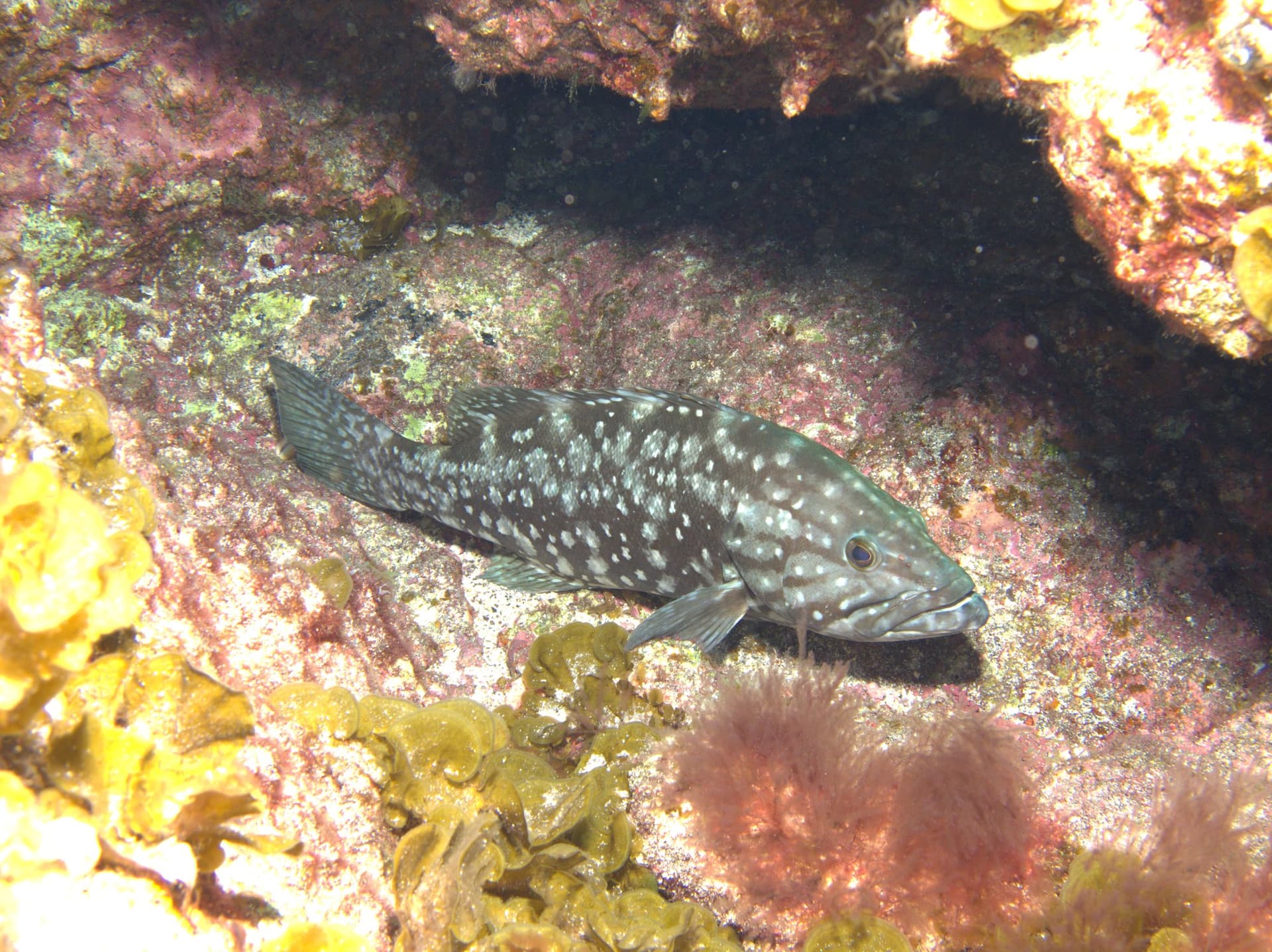Island grouper