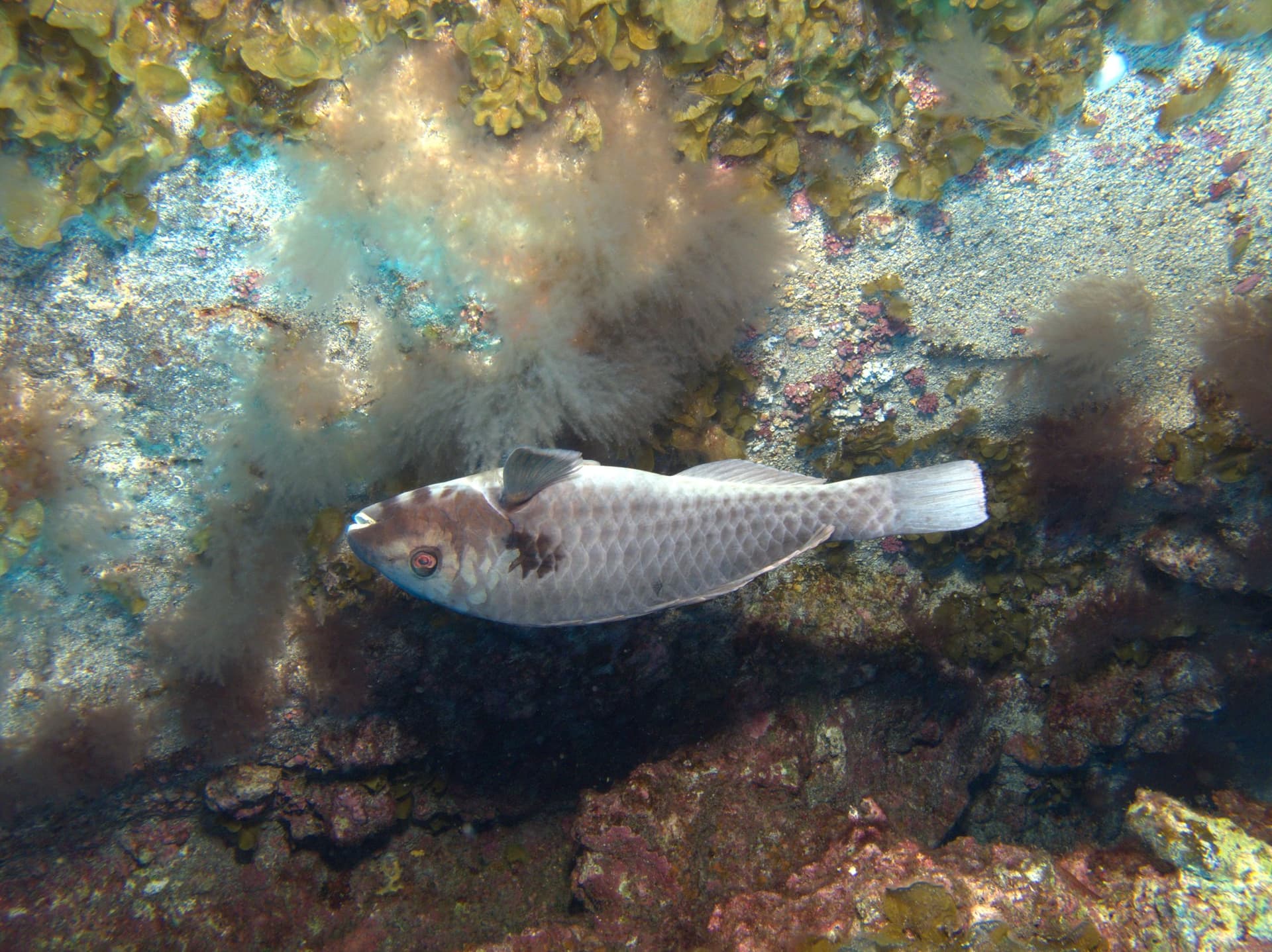 Parrotfish