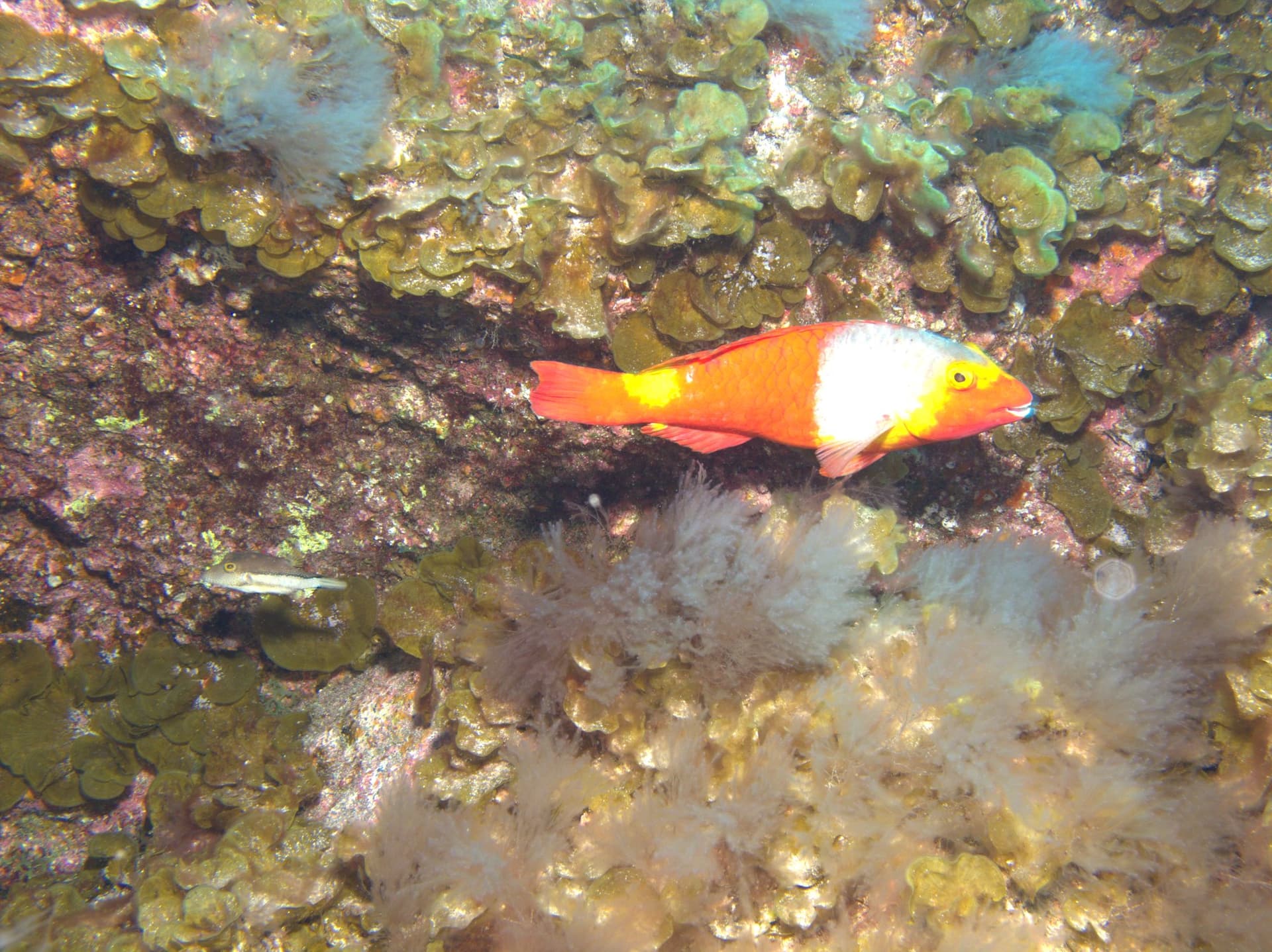 Parrotfish