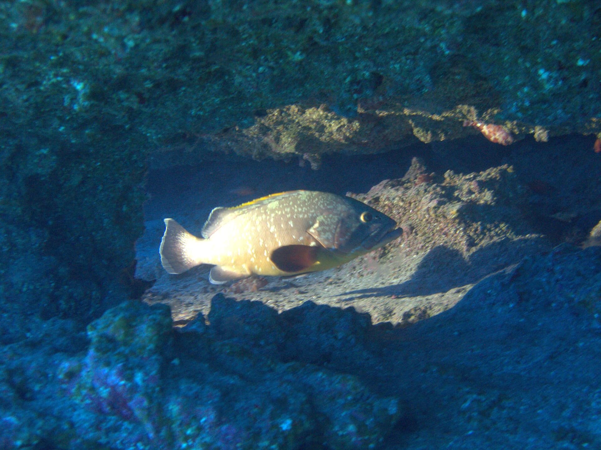 Dusky grouper