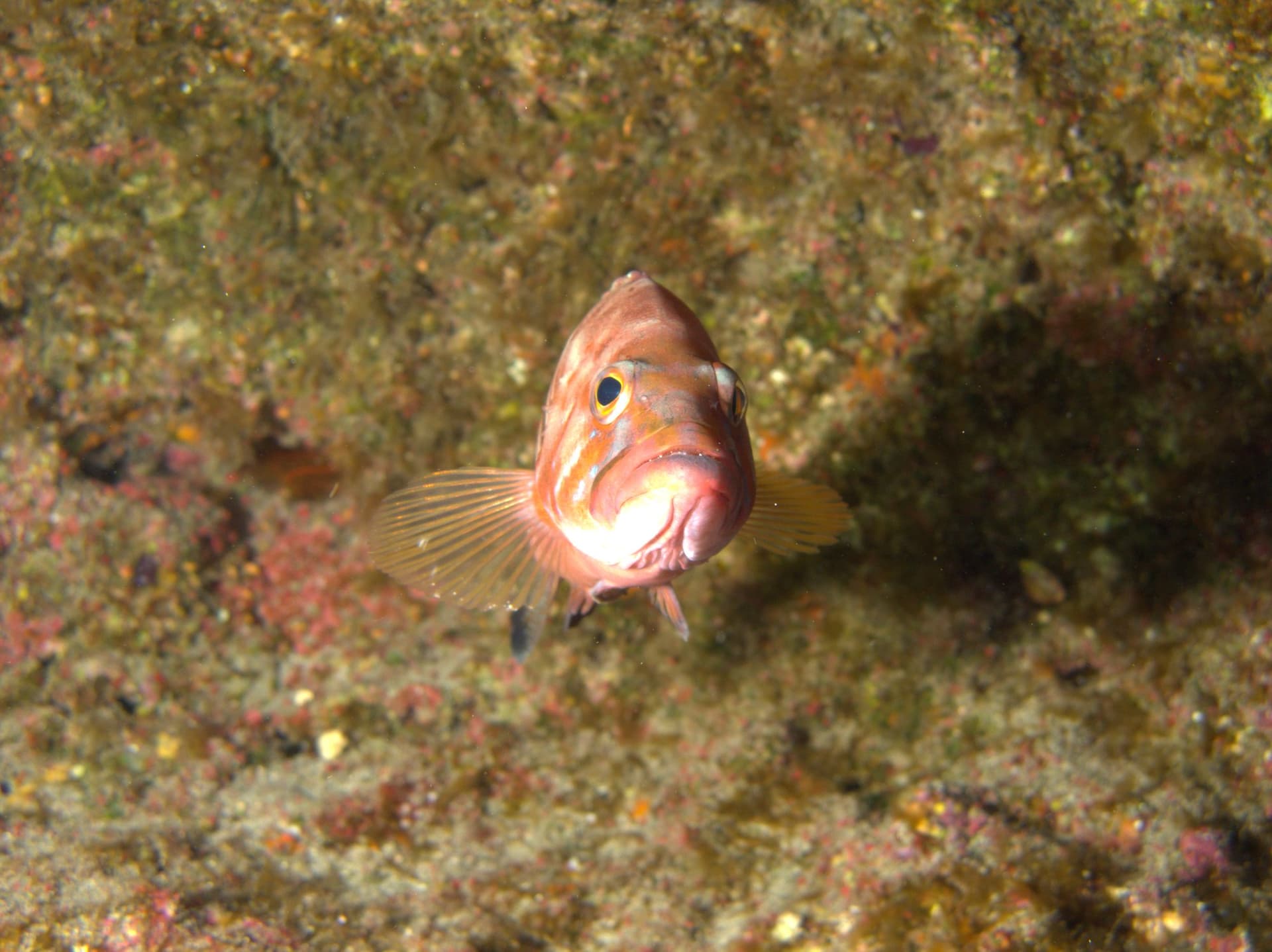 Comber