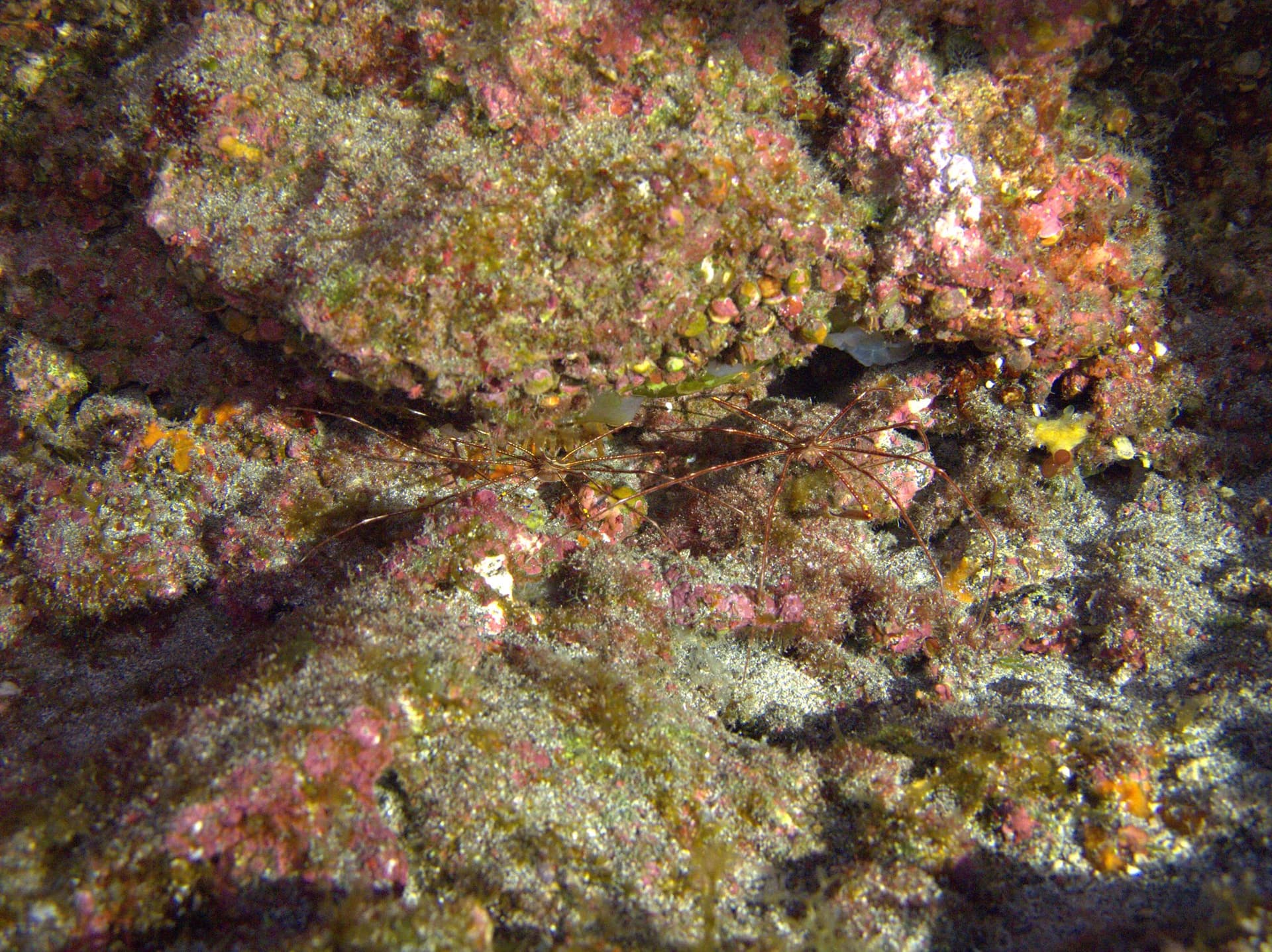 Arrow crab