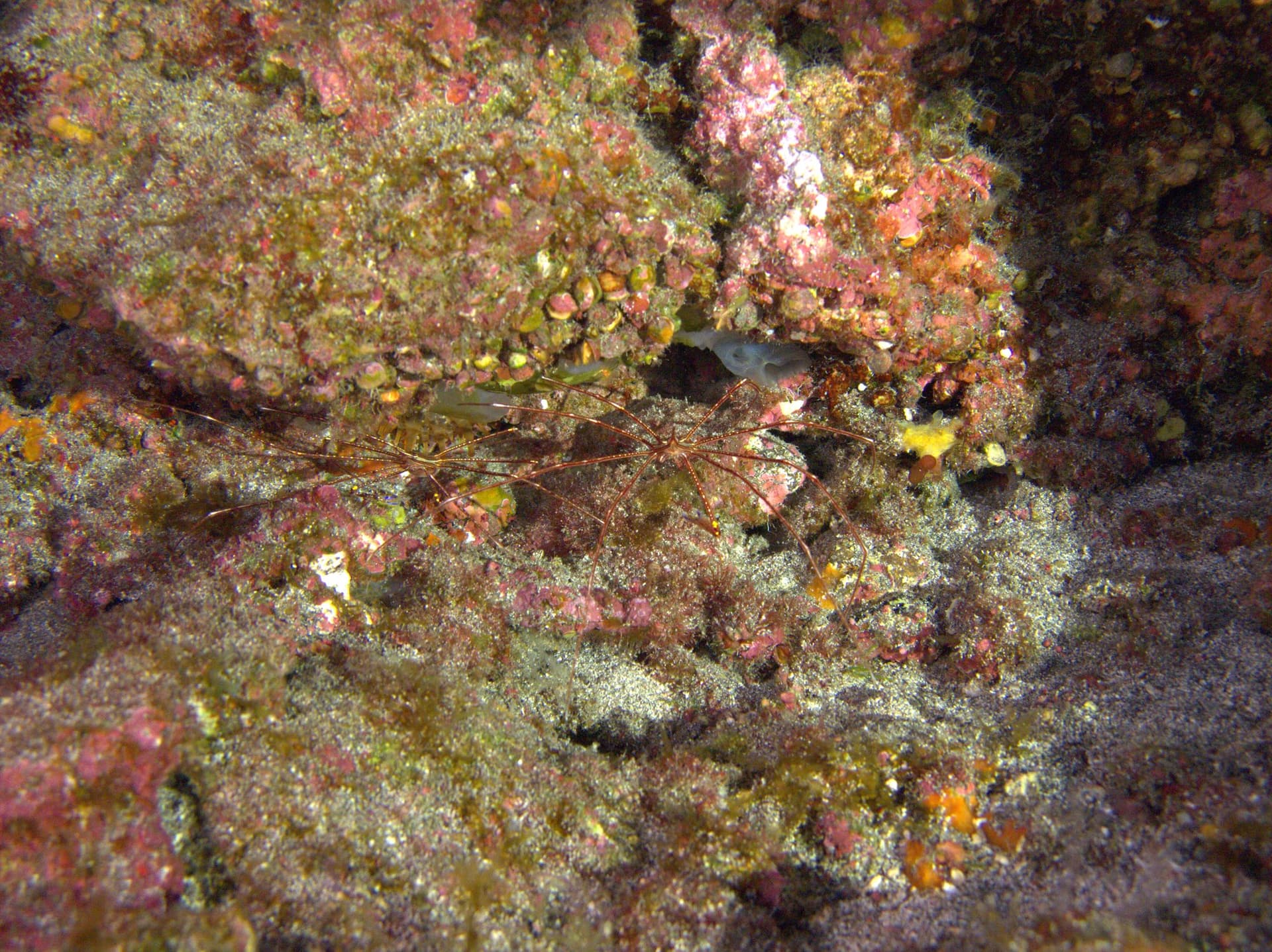 Arrow crab