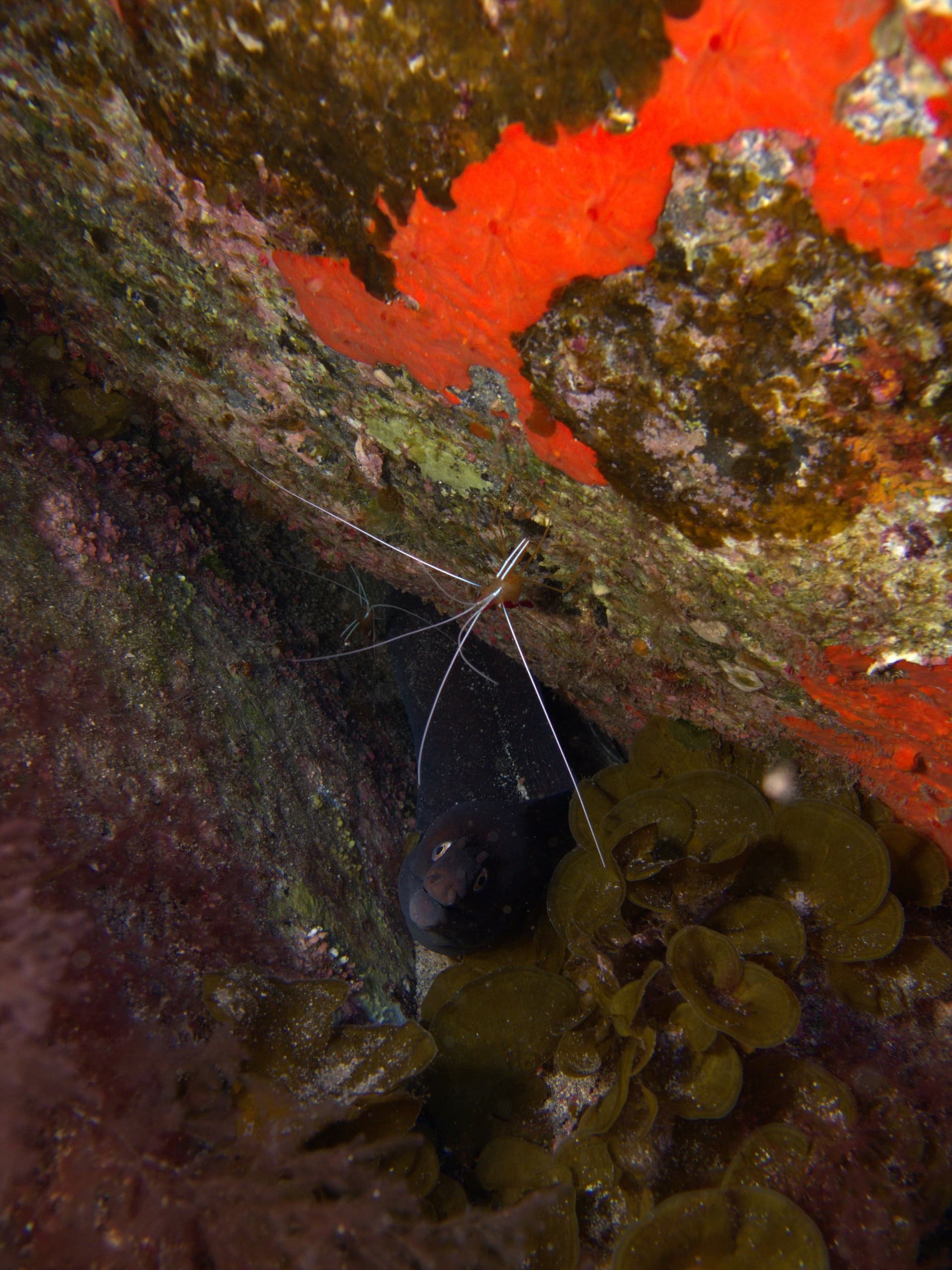 Black moray, Scarlet cleaner shrimp