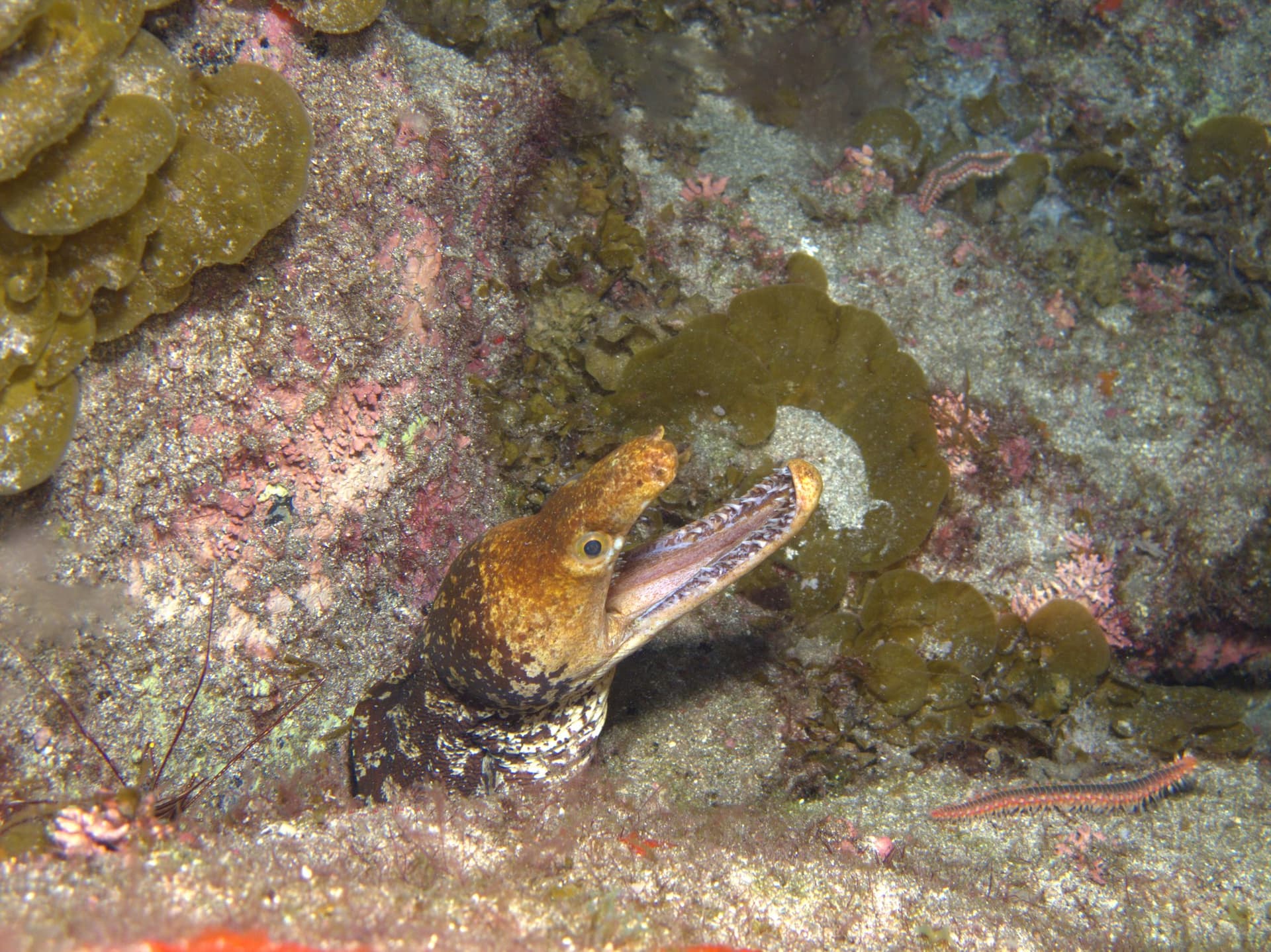 Fangtooth moray