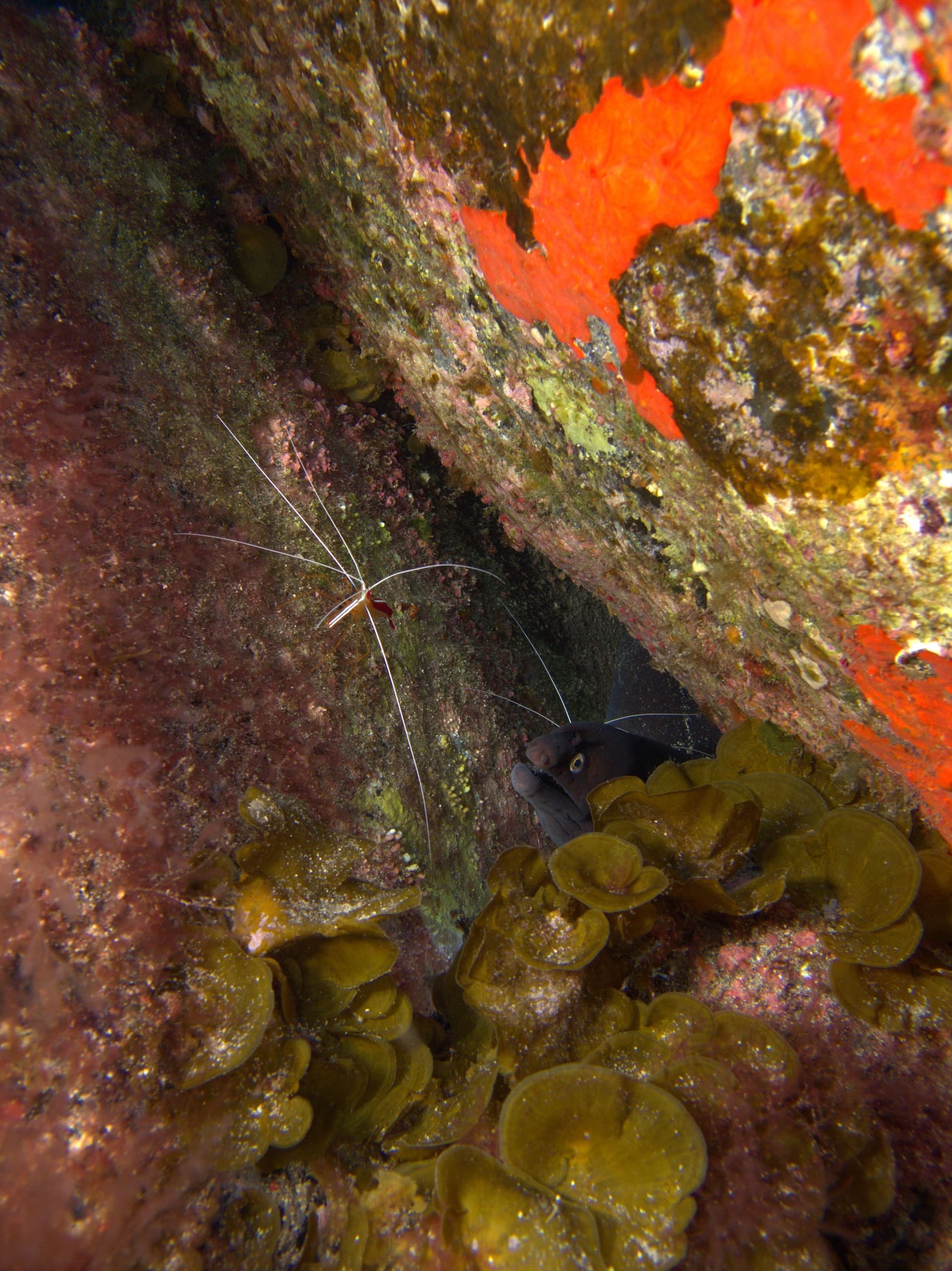 Black moray, Scarlet cleaner shrimp