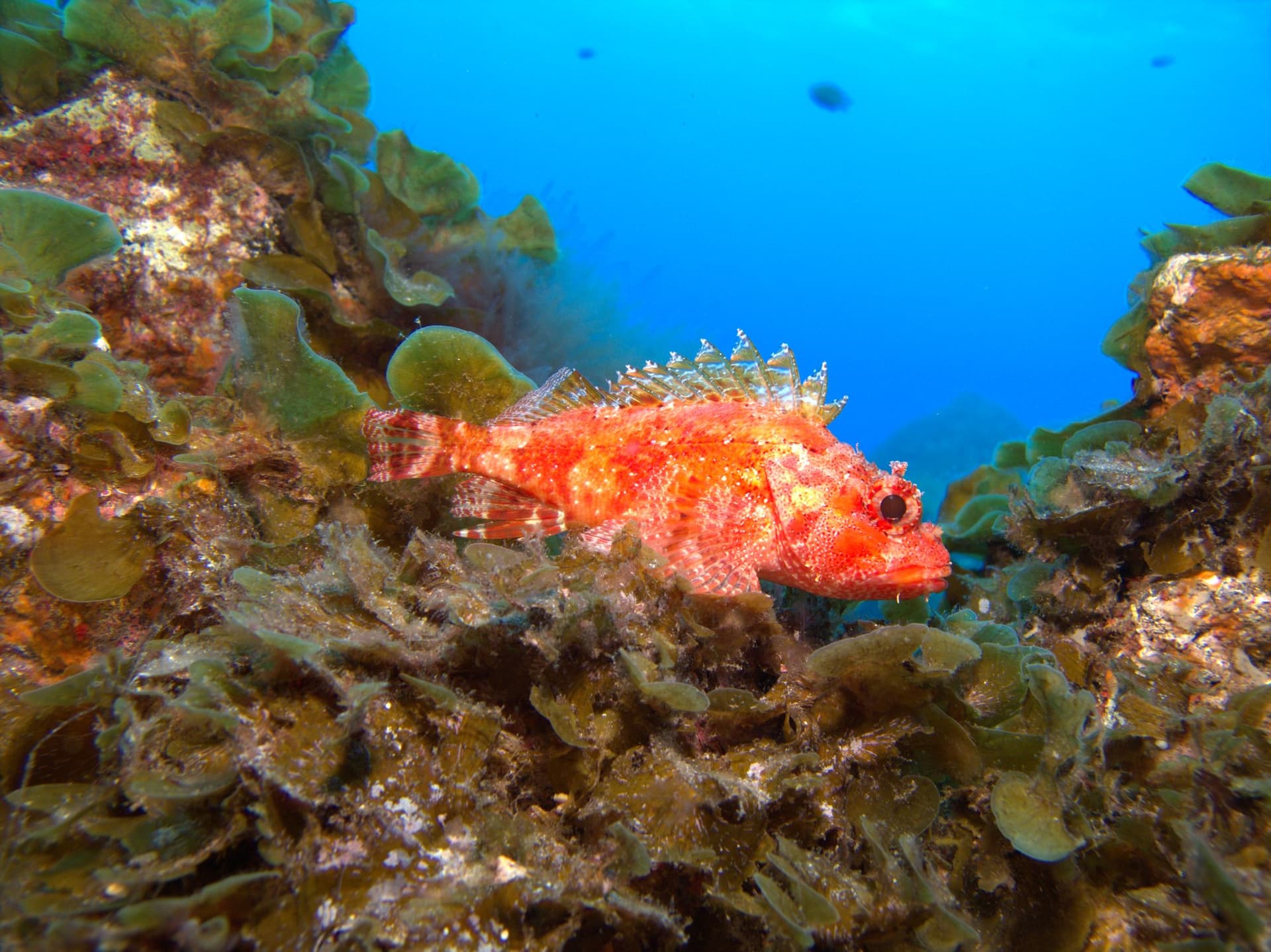 Madeira scorpionfish