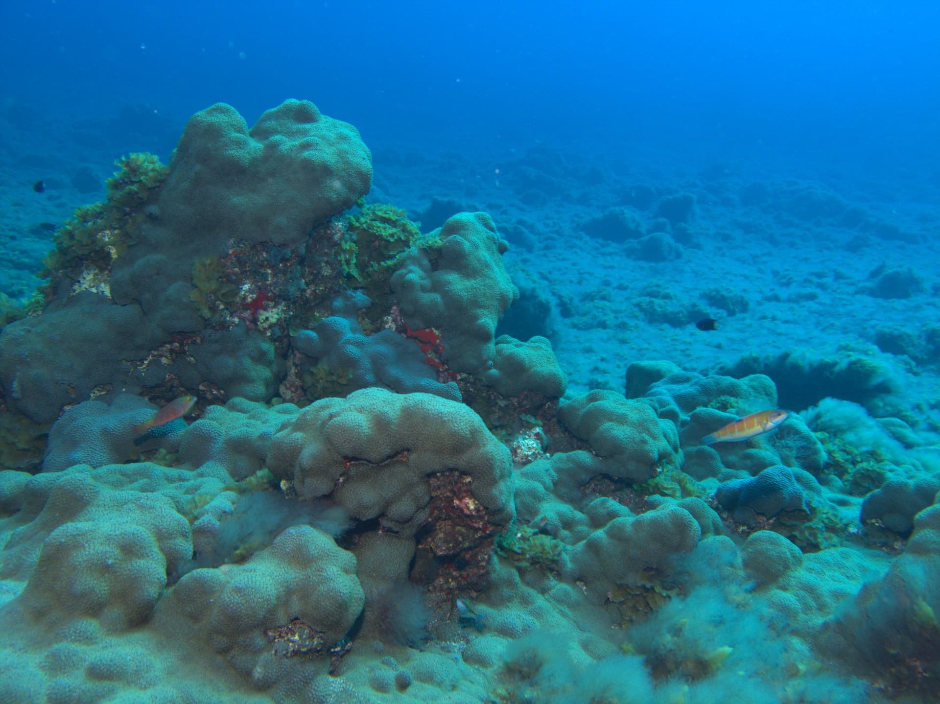 Canary sea mat