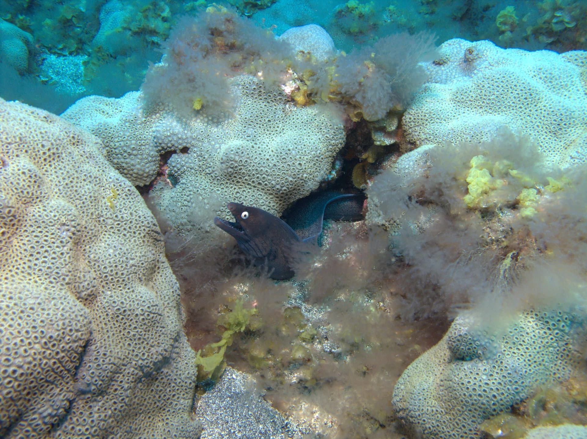 Black moray, Canary sea mat