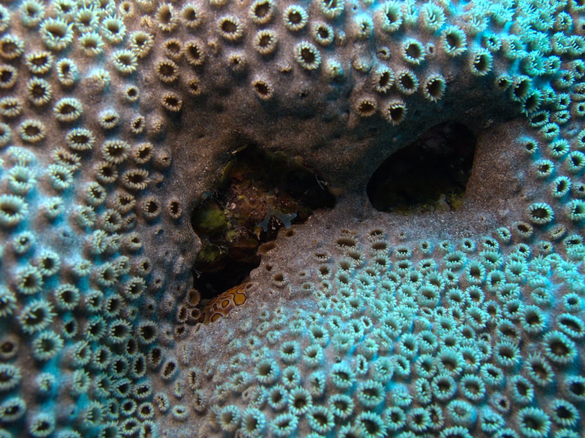 Canary sea mat, Harlequin crab