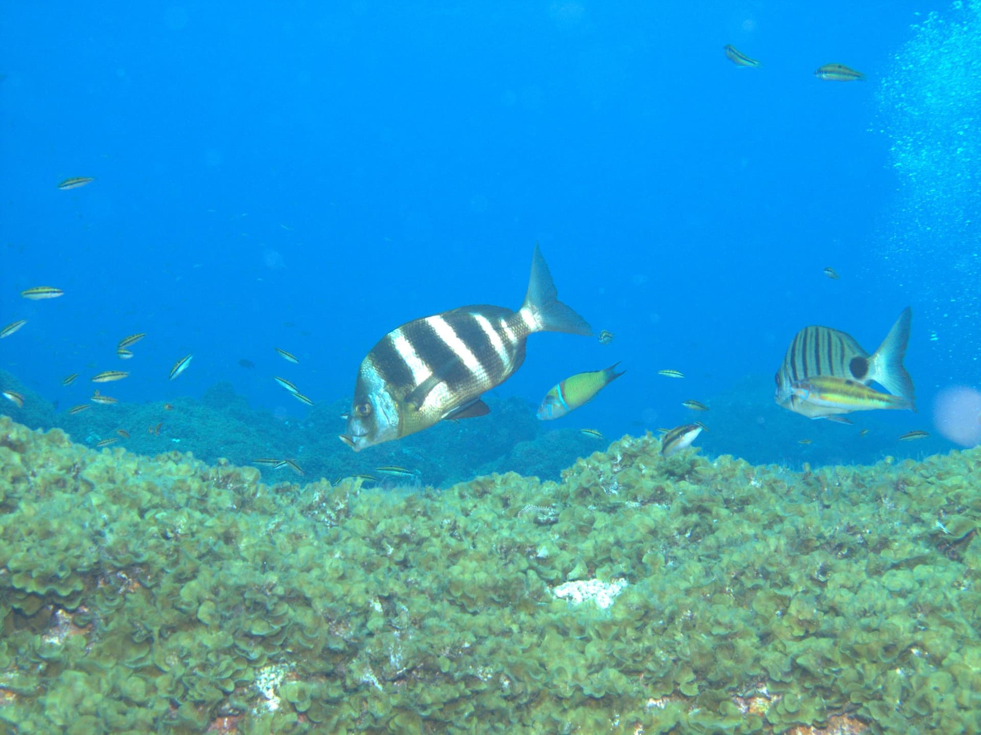 Zebra seabream