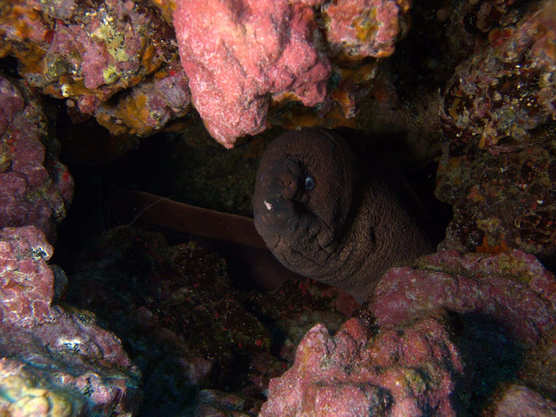 Brown moray