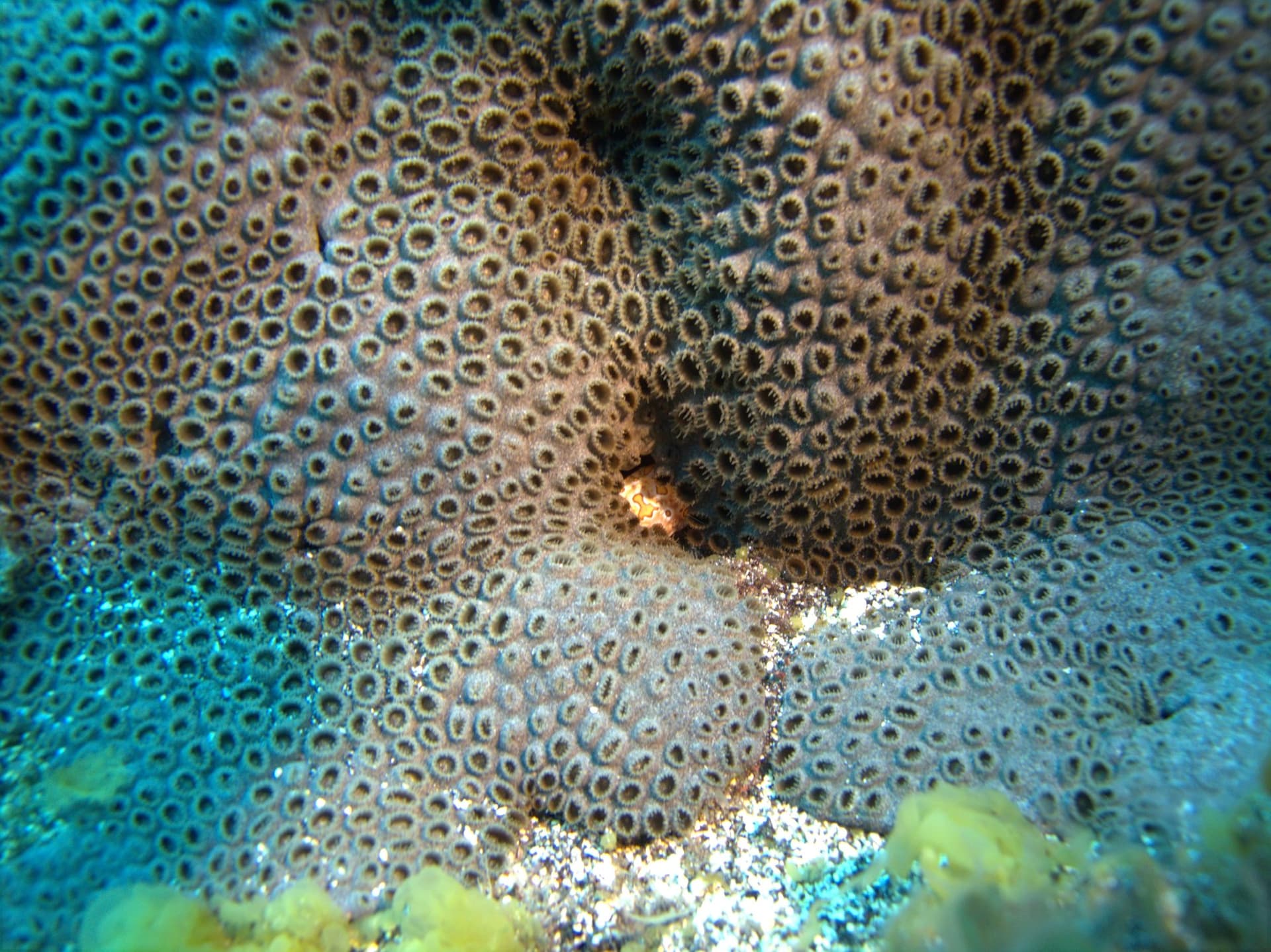 Canary sea mat, Harlequin crab