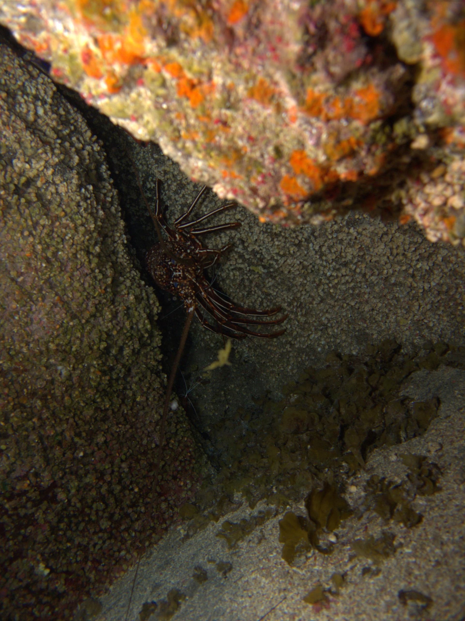 Brown spiny lobster, Scarlet cleaner shrimp