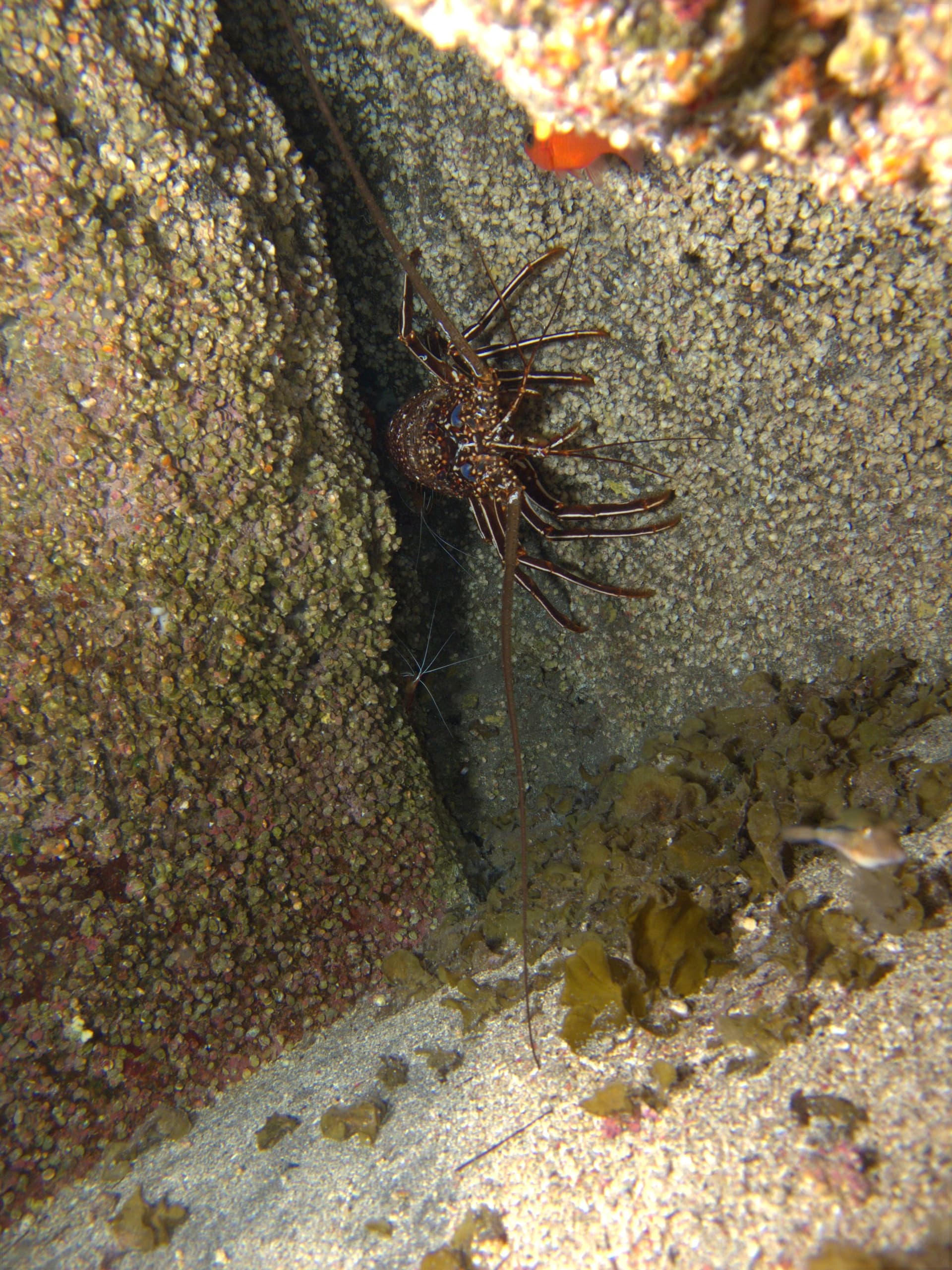 Brown spiny lobster, Scarlet cleaner shrimp