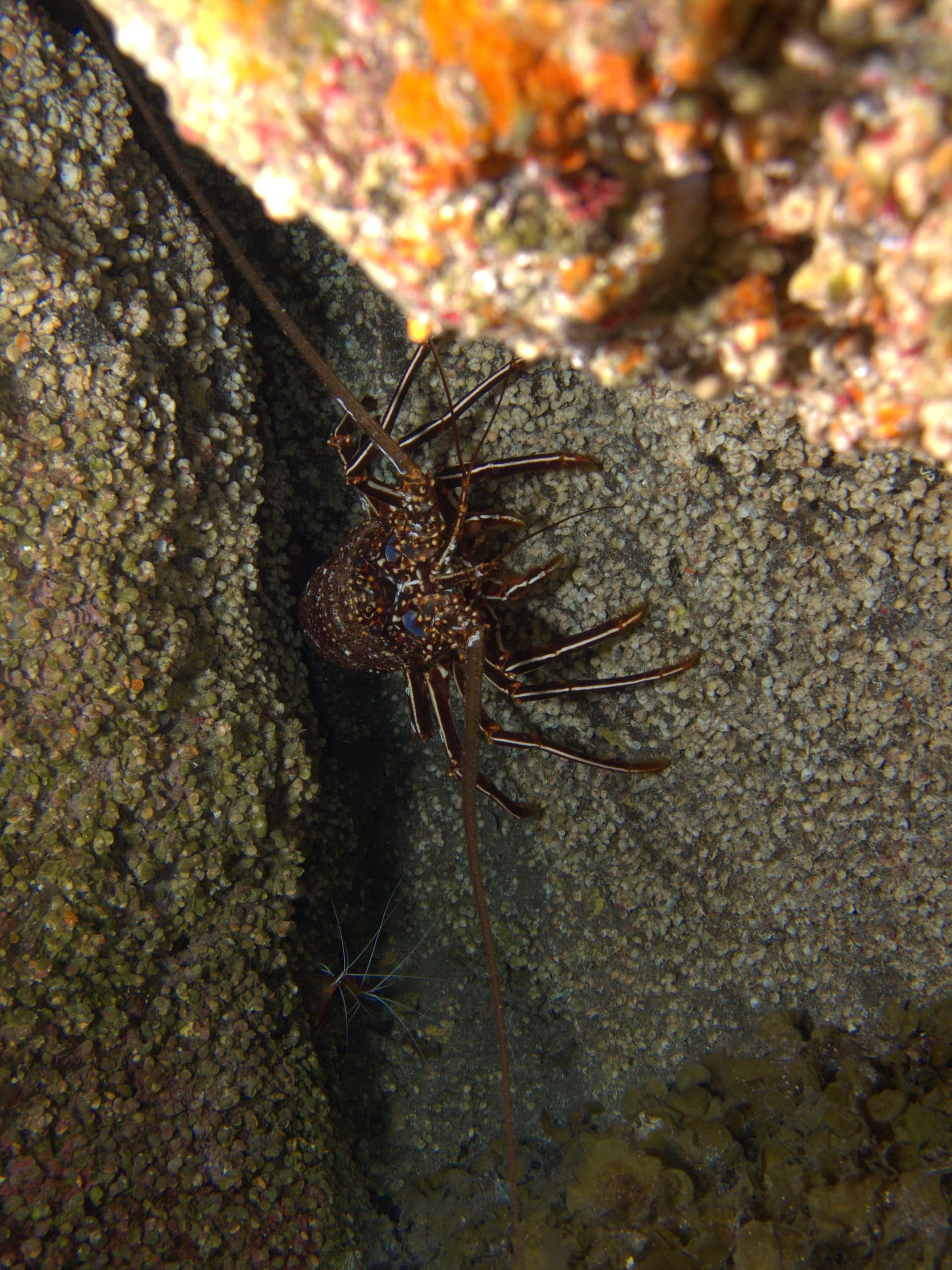 Brown spiny lobster, Scarlet cleaner shrimp
