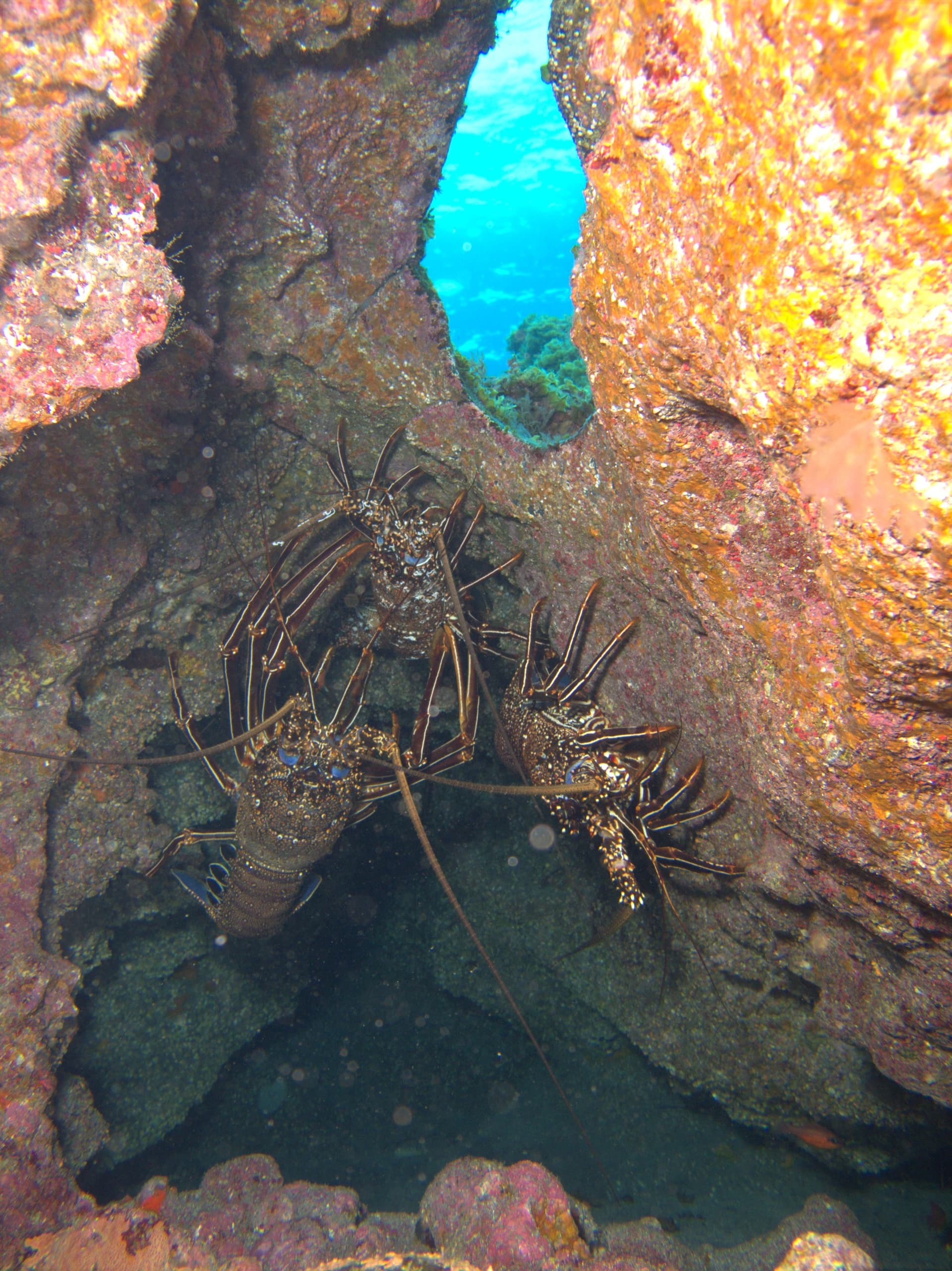 Brown spiny lobster