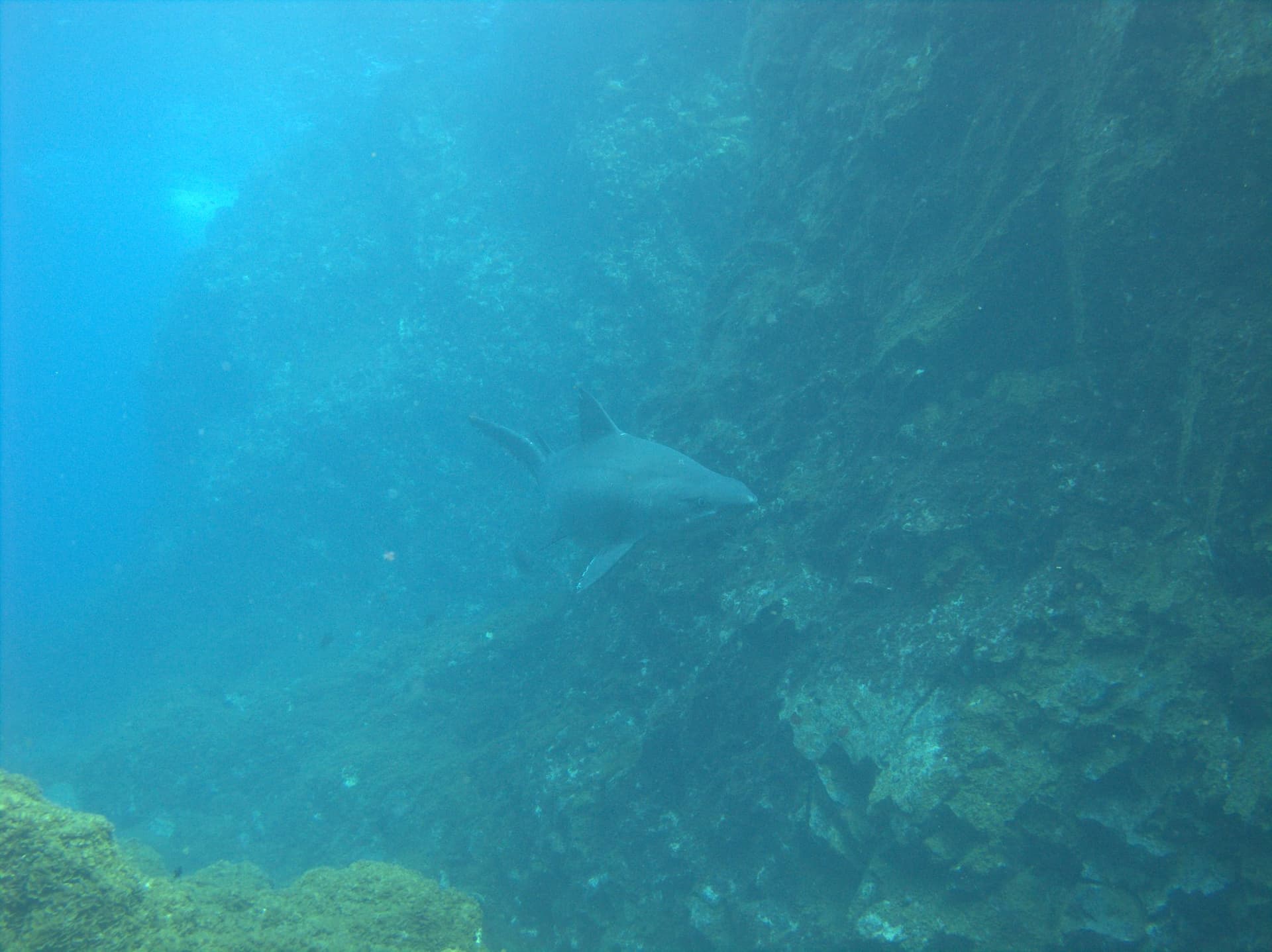 Sand tiger shark
