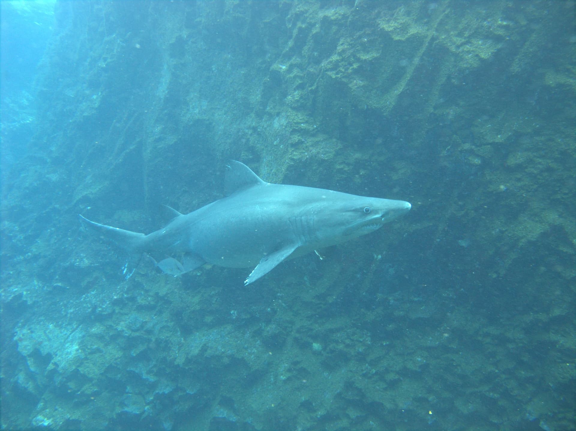 Sand tiger shark