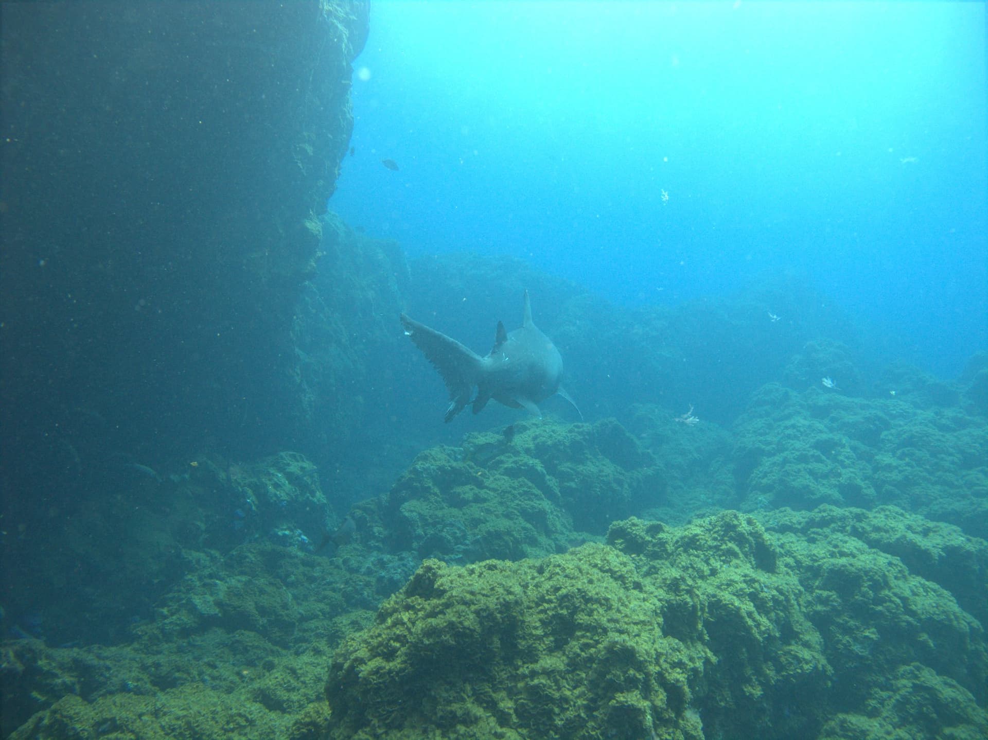 Sand tiger shark
