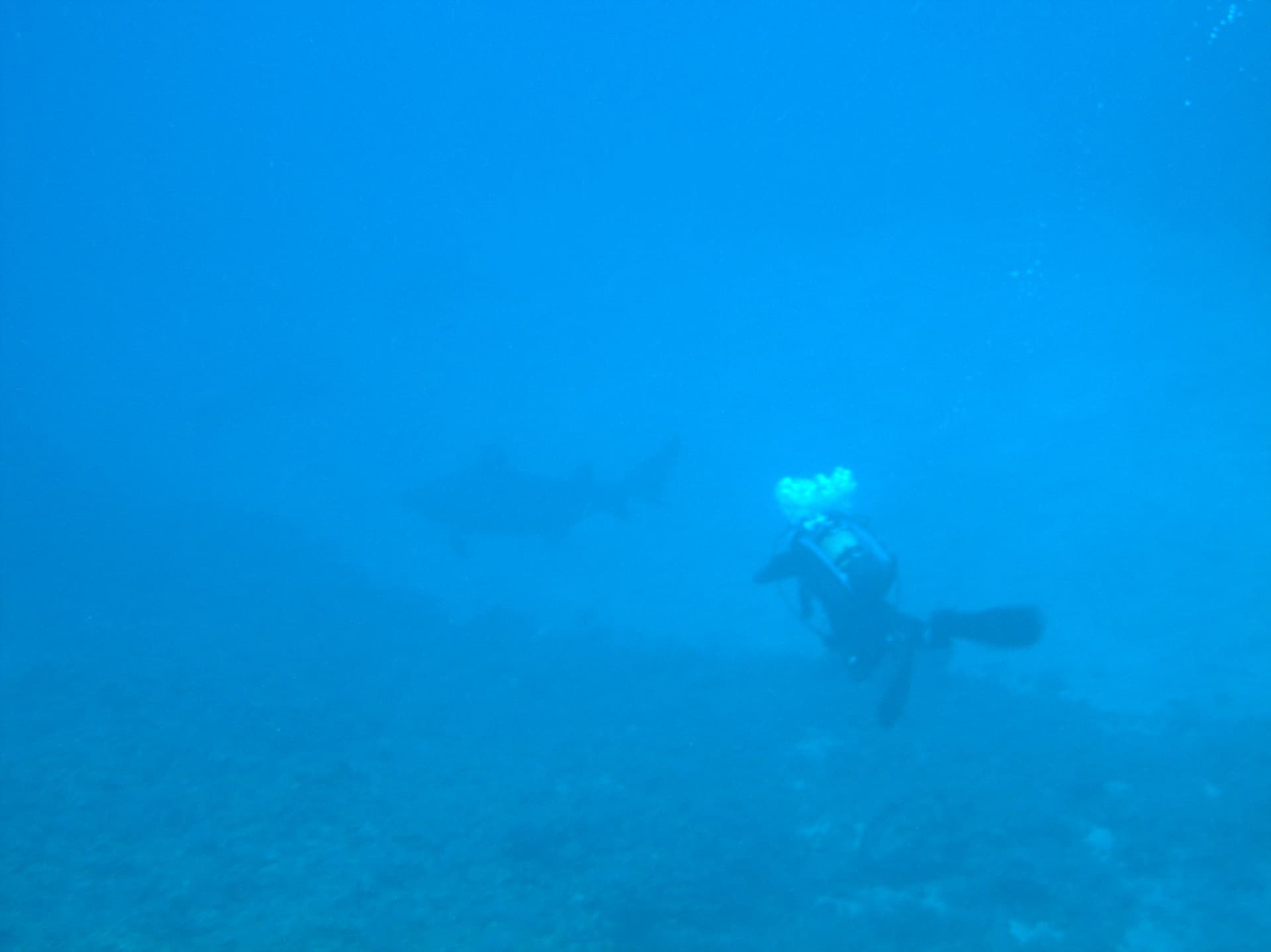 Sand tiger shark
