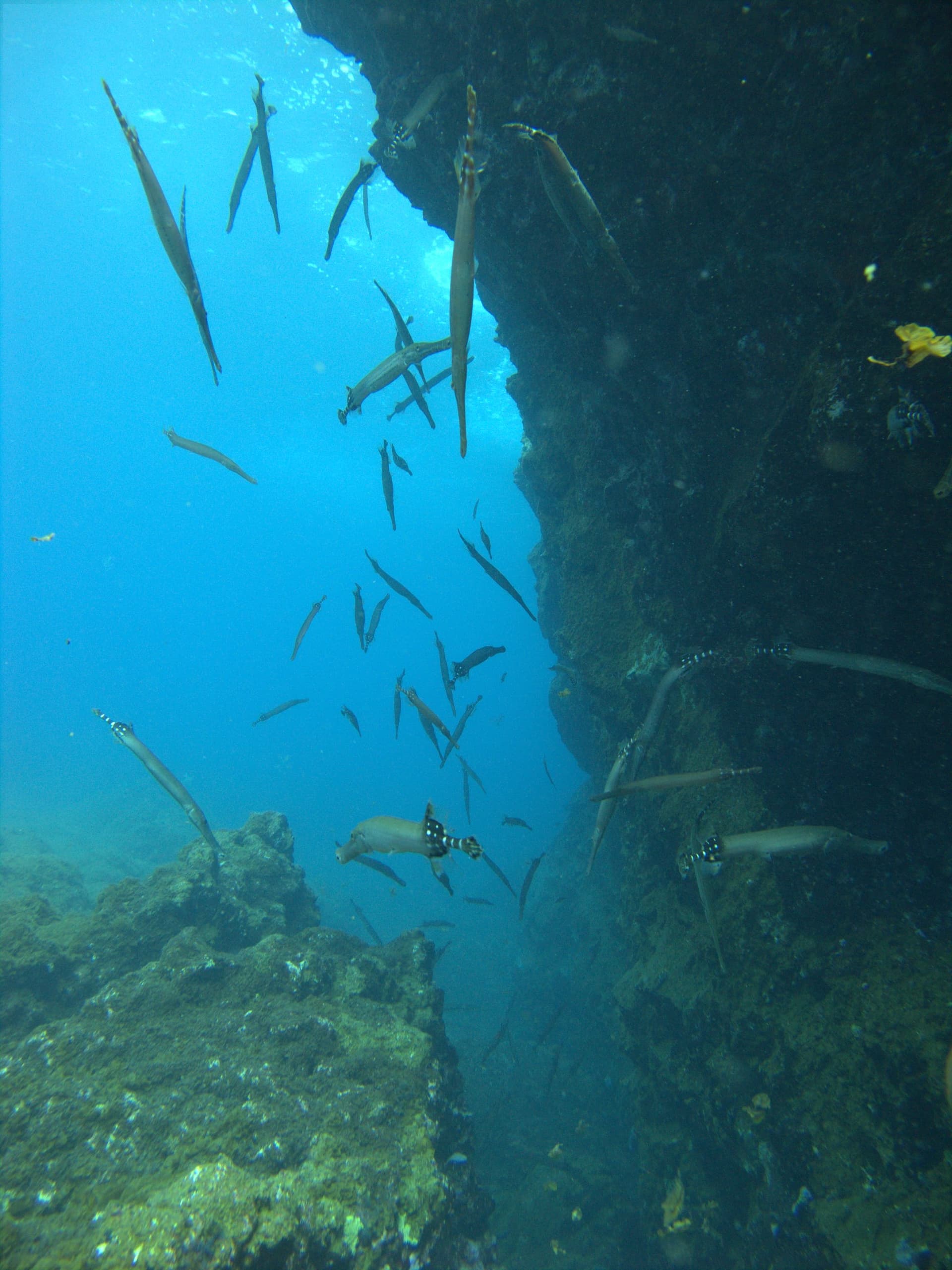 Cornetfish