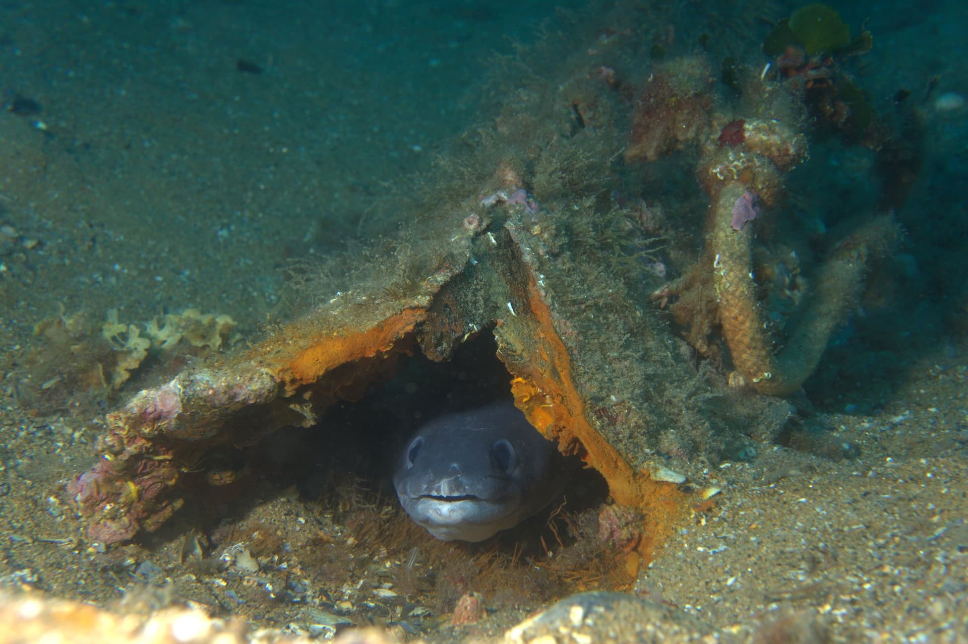 European conger