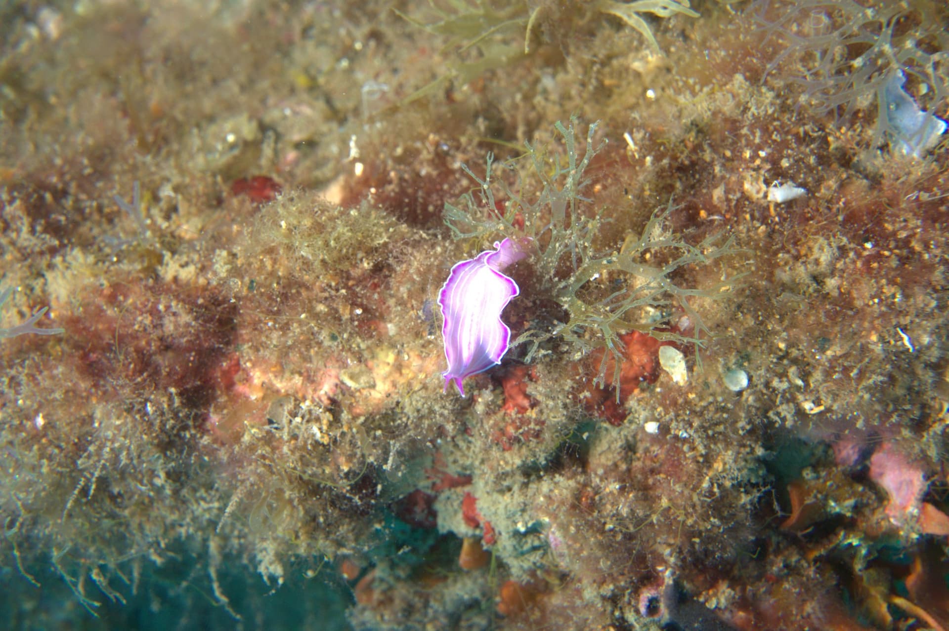 Prostheceraeus roseus
