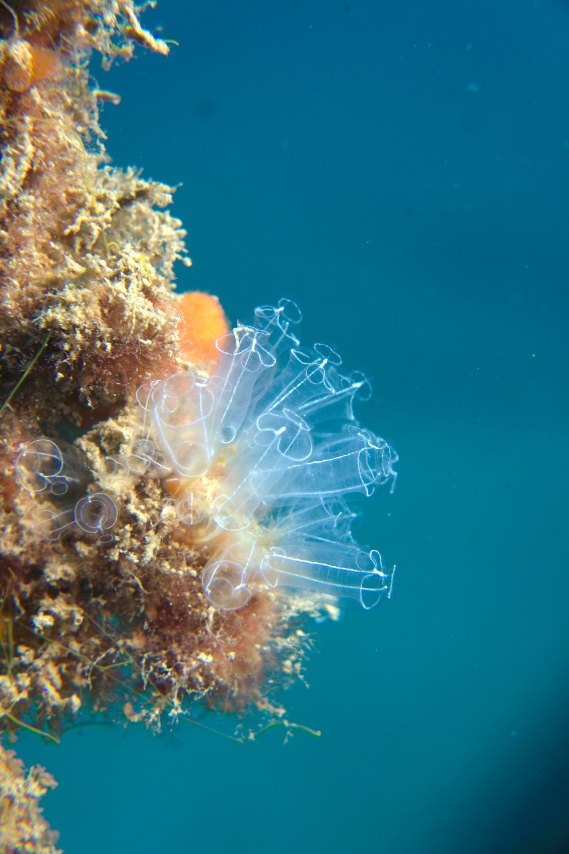 Pin-head squirt; light bulb tunicate; light bulb seasquirt