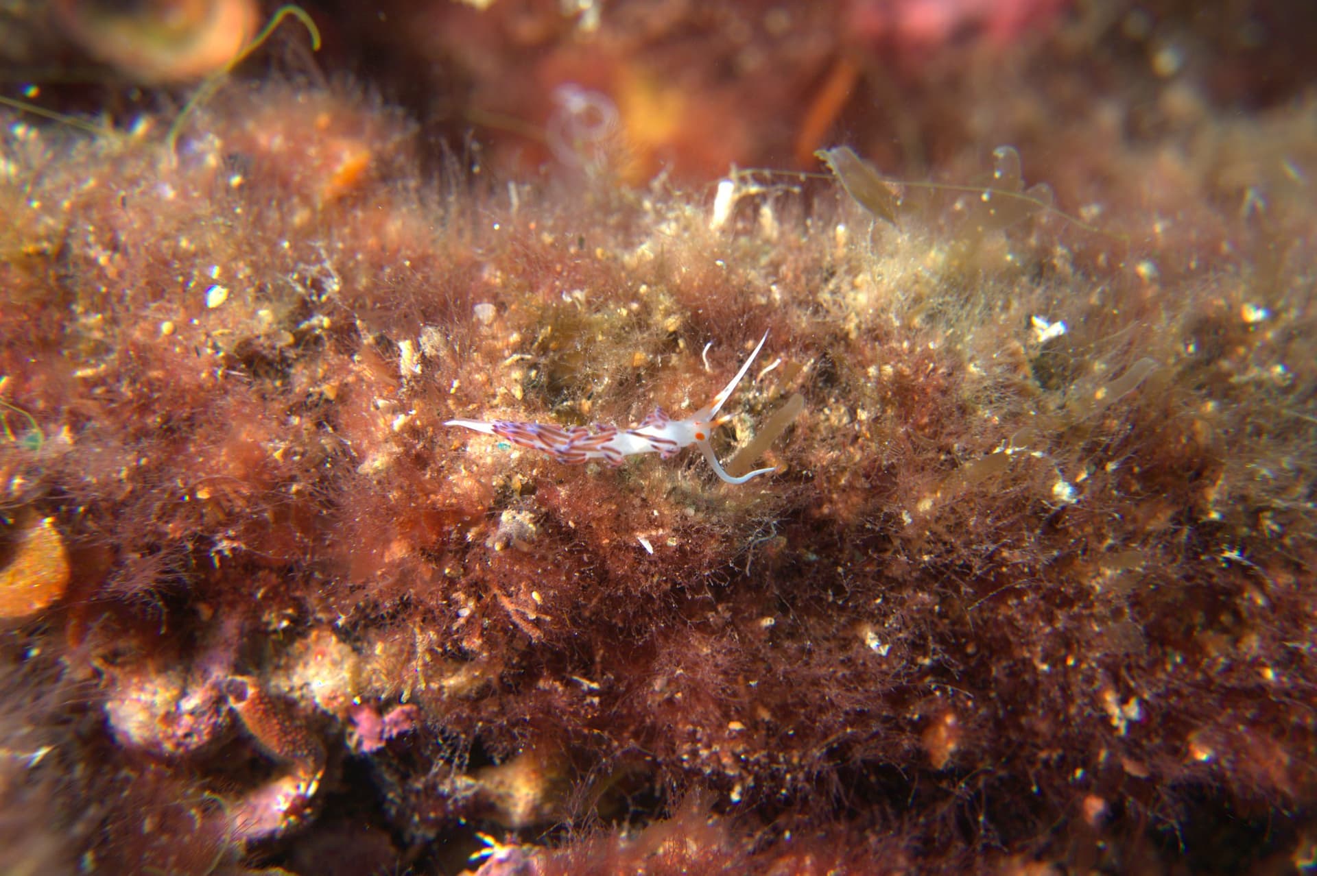 Cratena peregrina