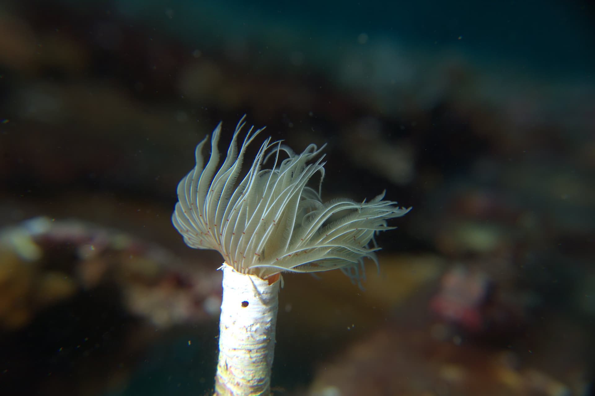 Red tube worm