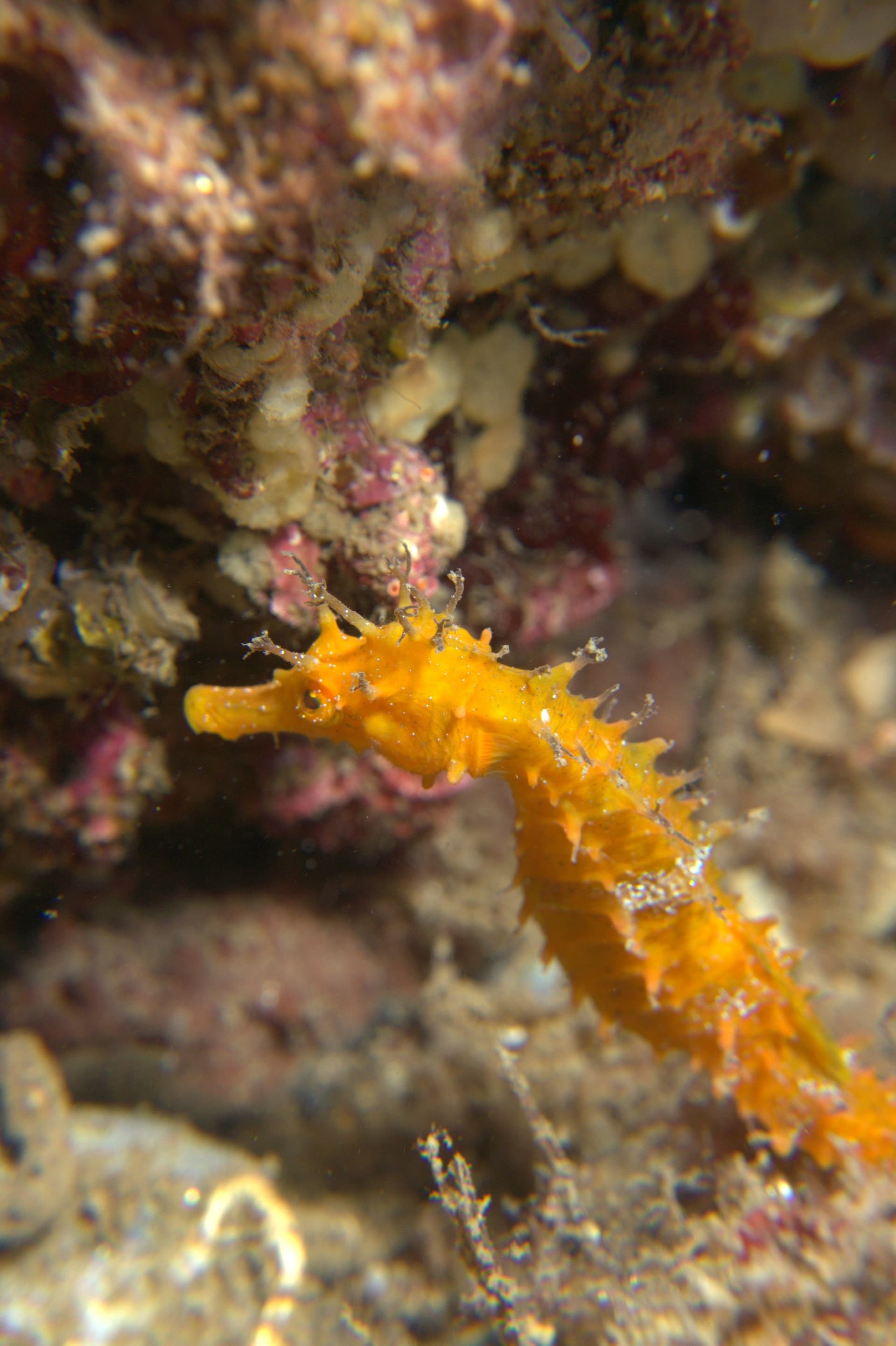 Long-snouted seahorse
