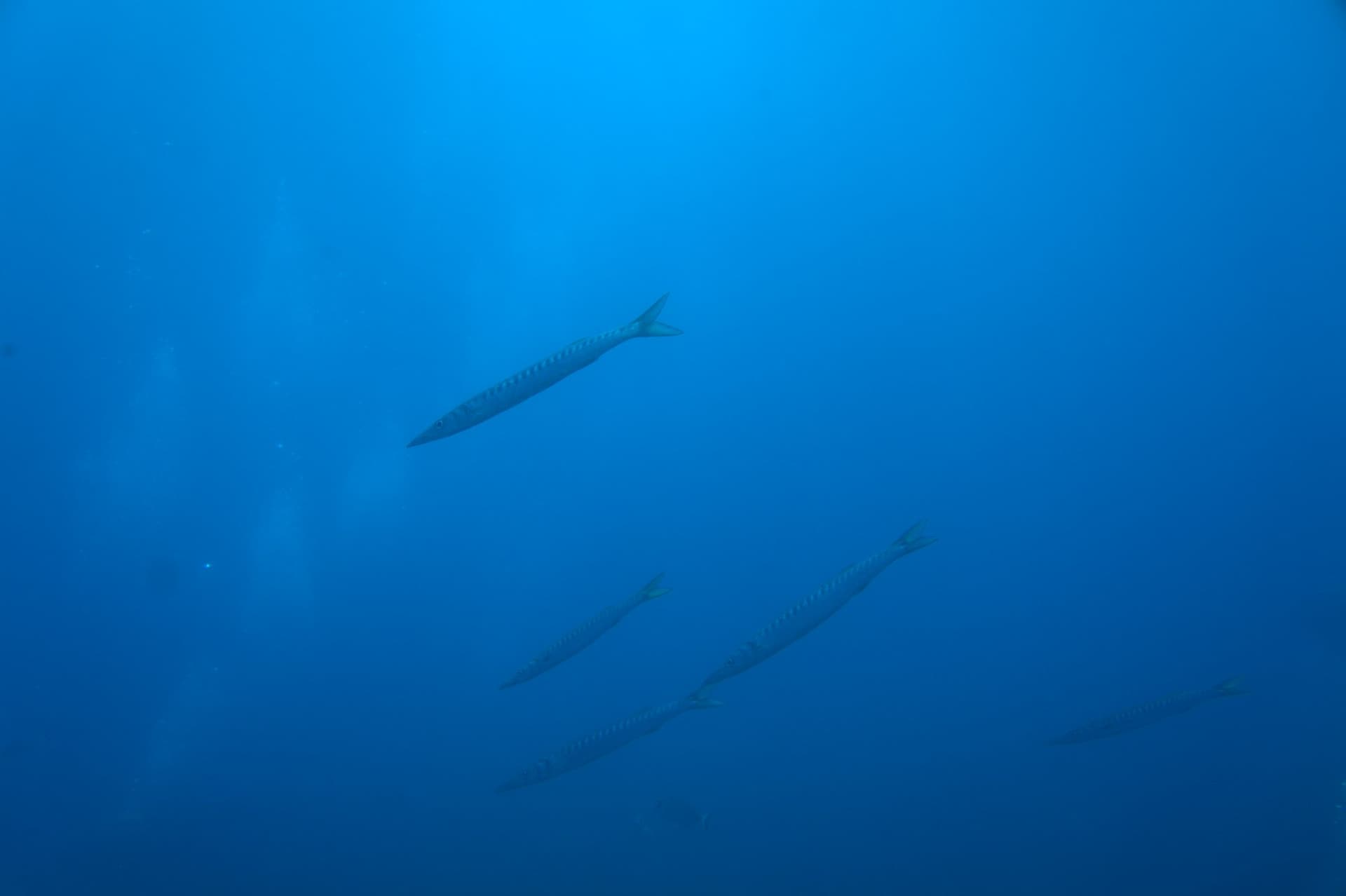 Barracuda