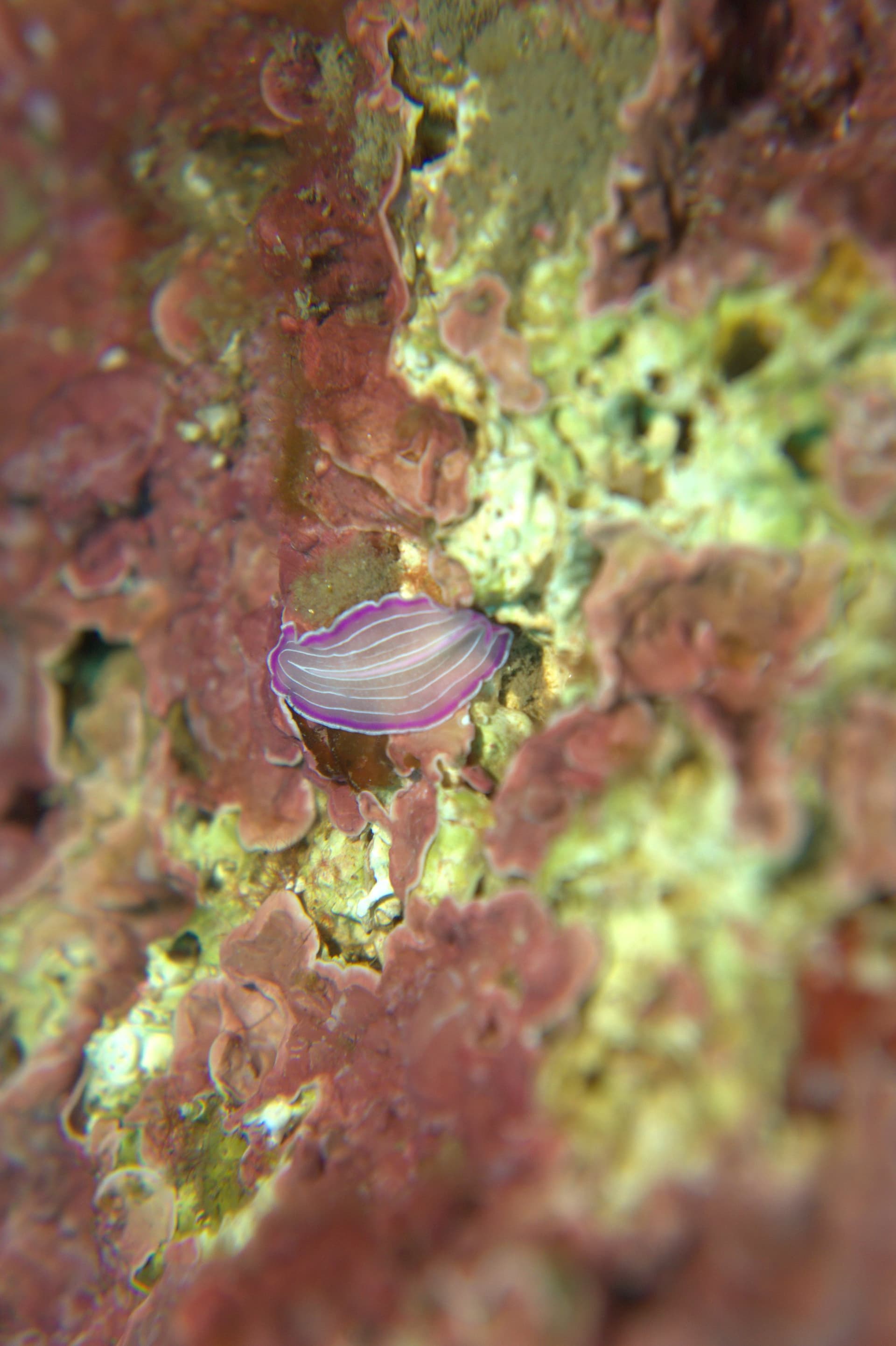 Prostheceraeus roseus