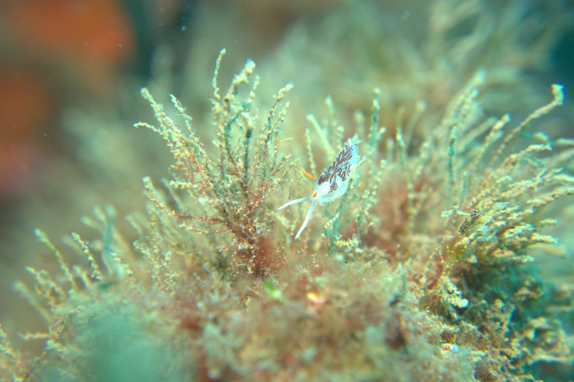 Cratena peregrina