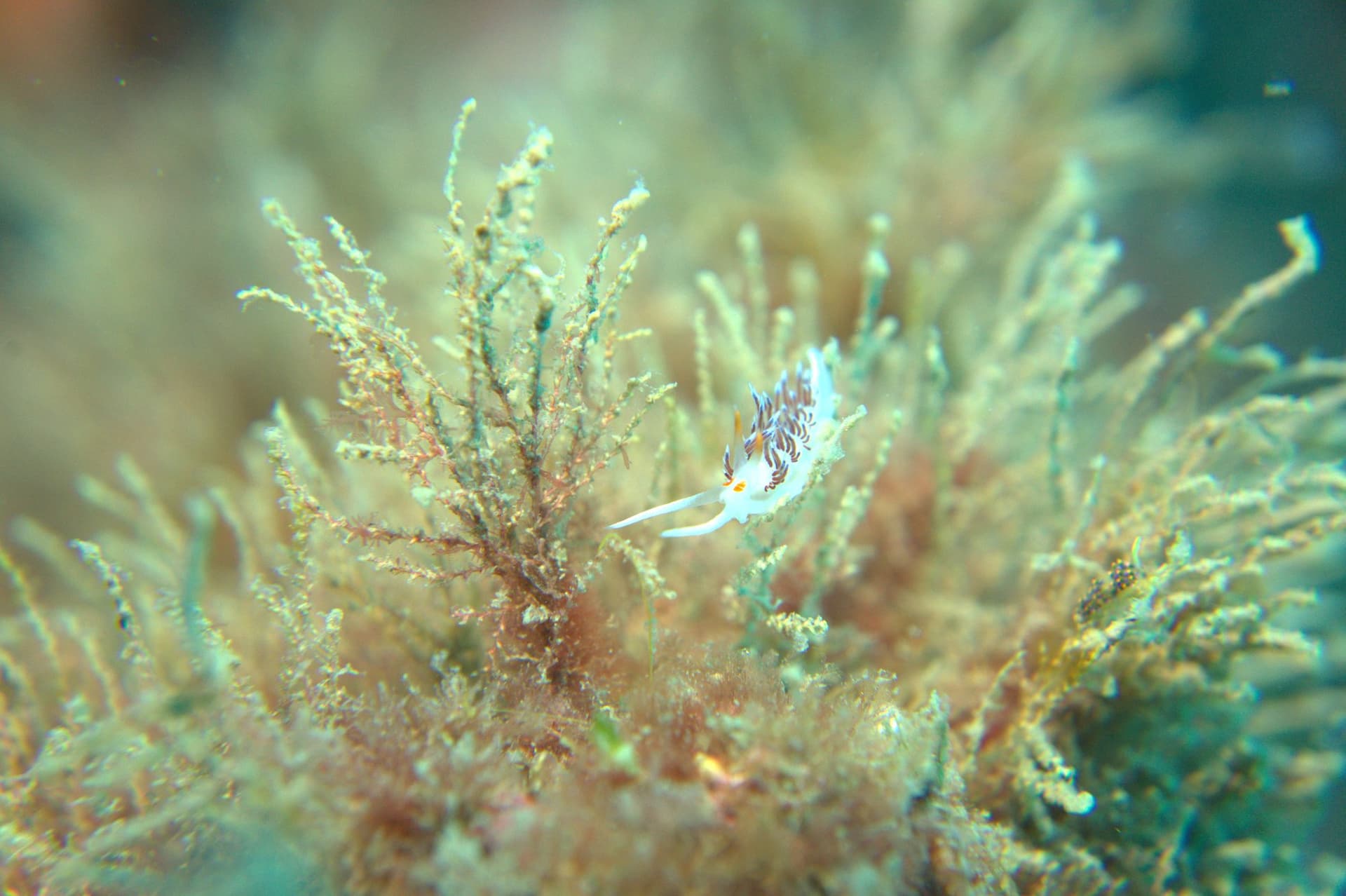 Cratena peregrina