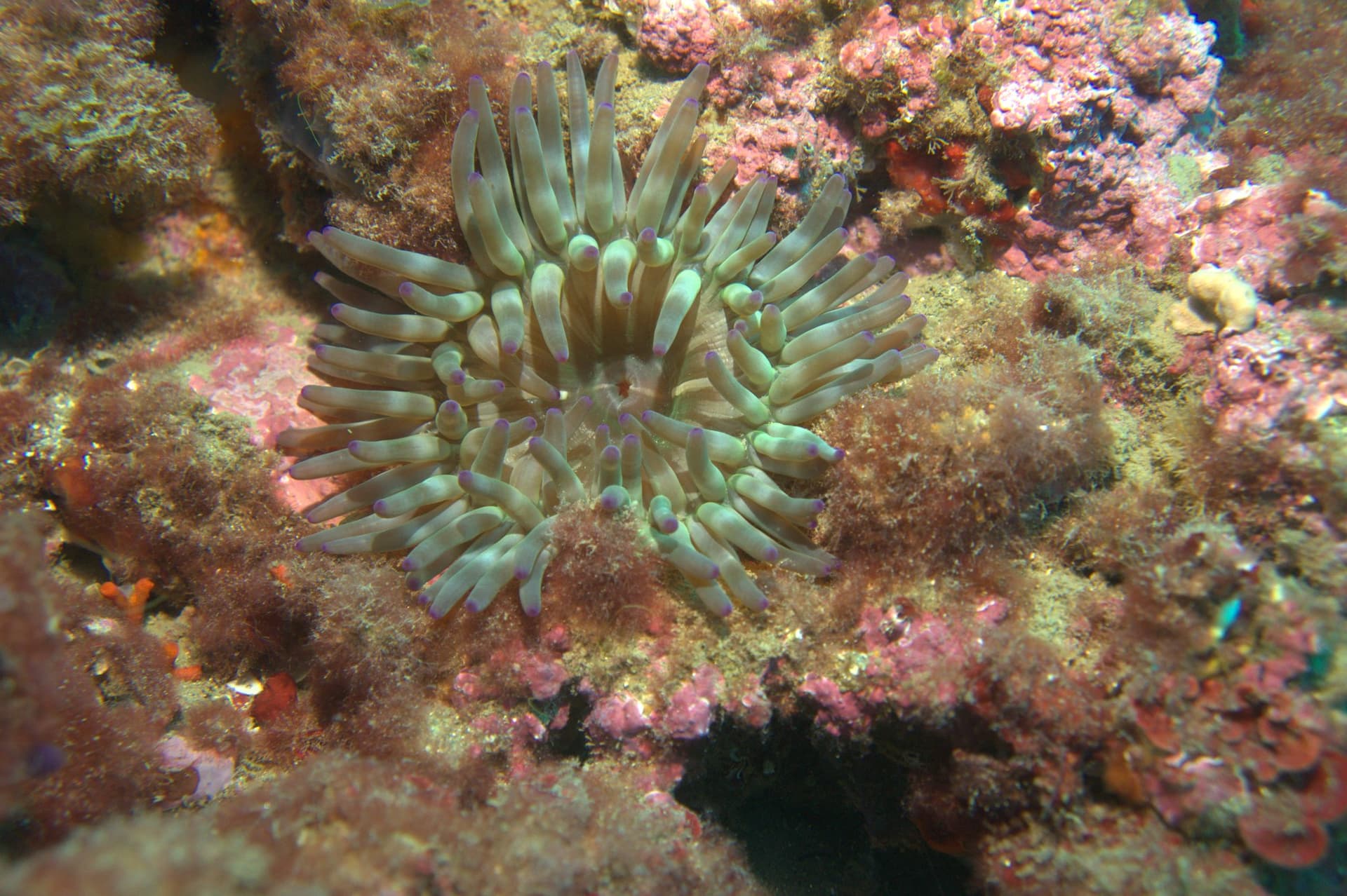 Cribrinopsis crassa