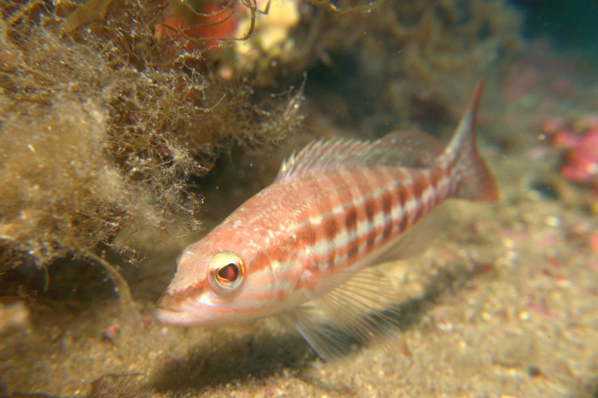 Comber