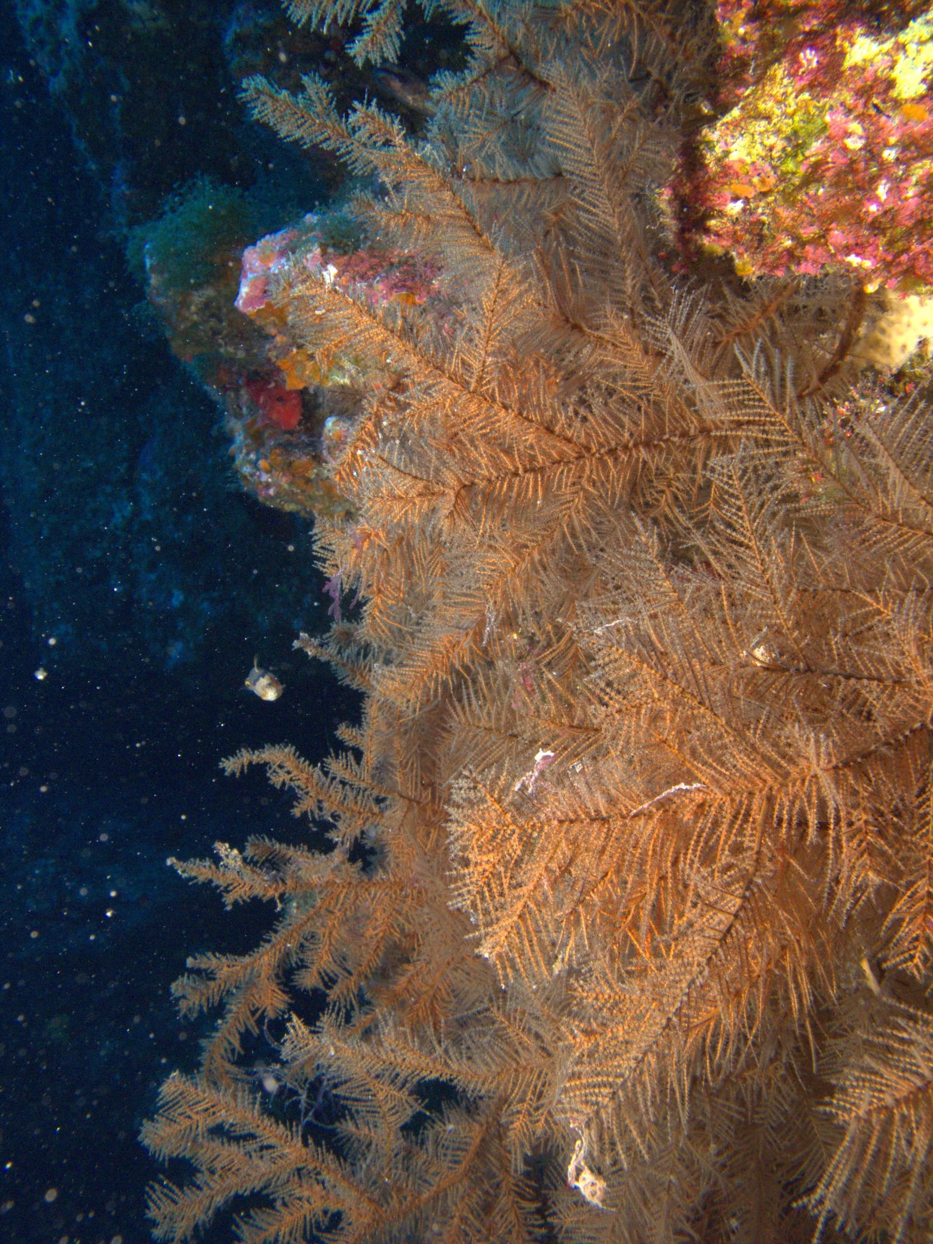 Macaronesian black coral