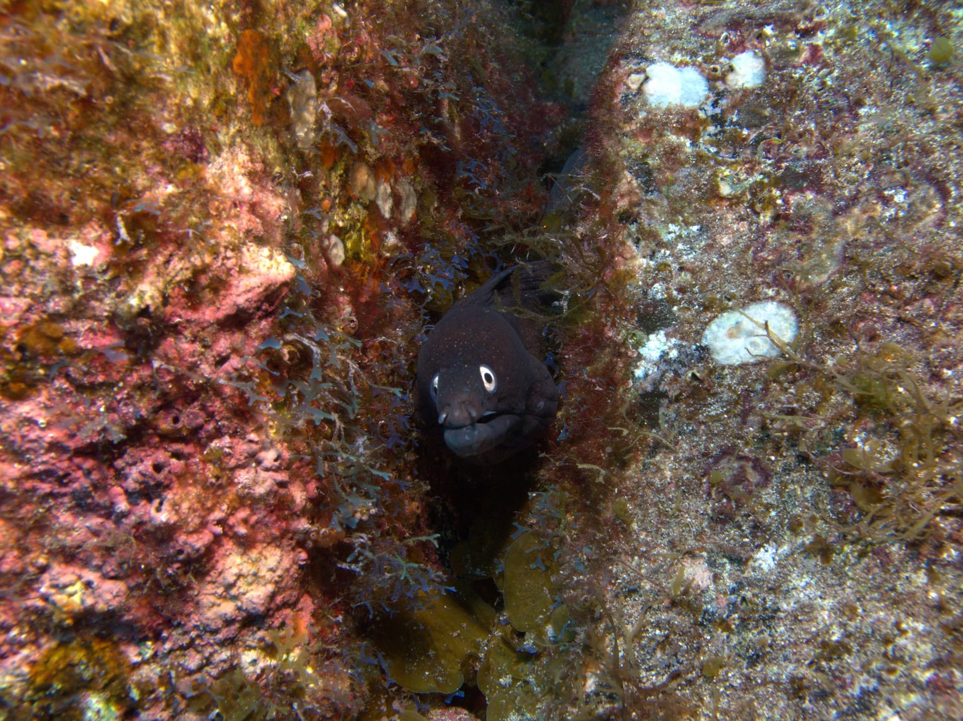 Black moray