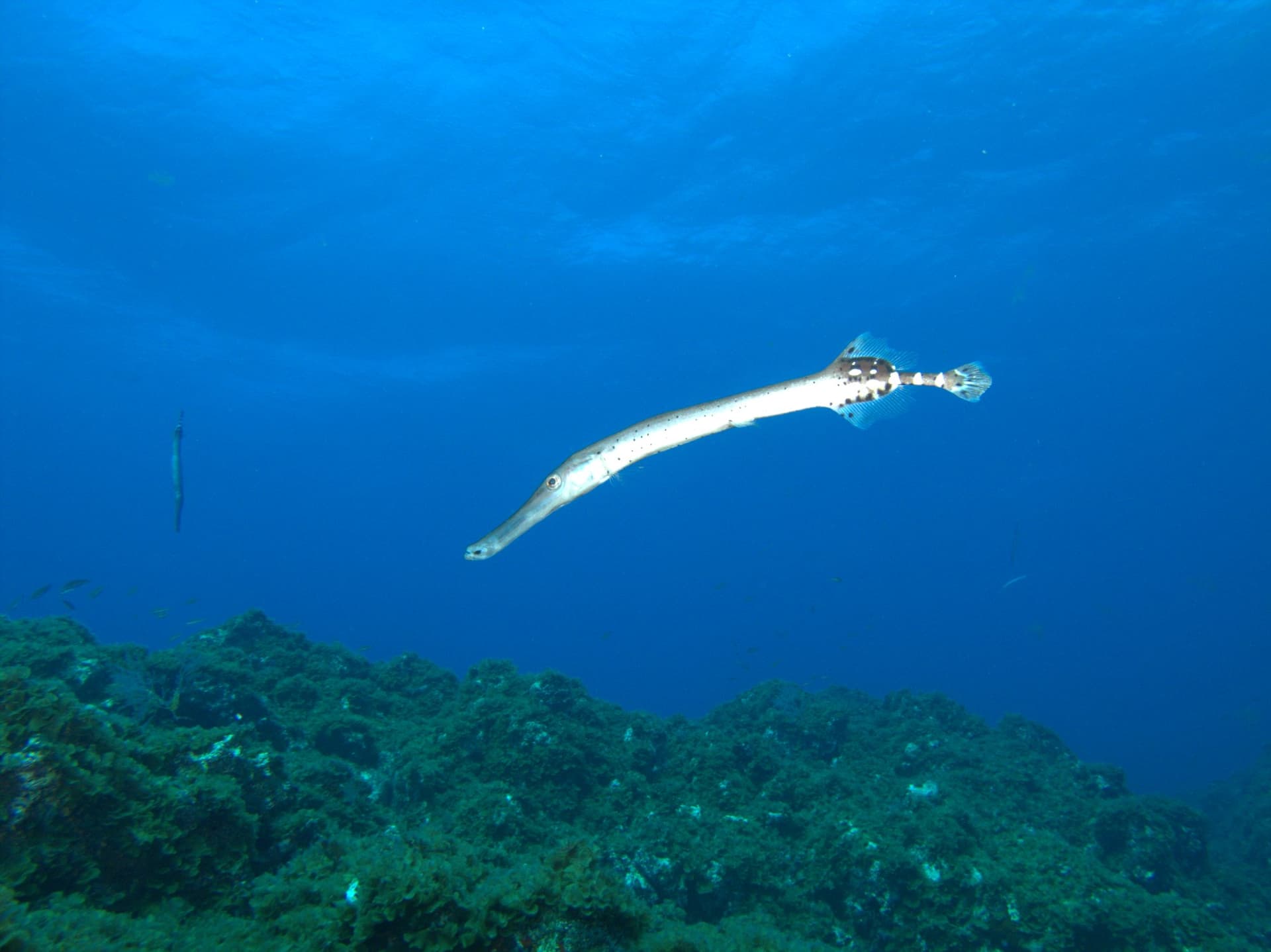 Cornetfish