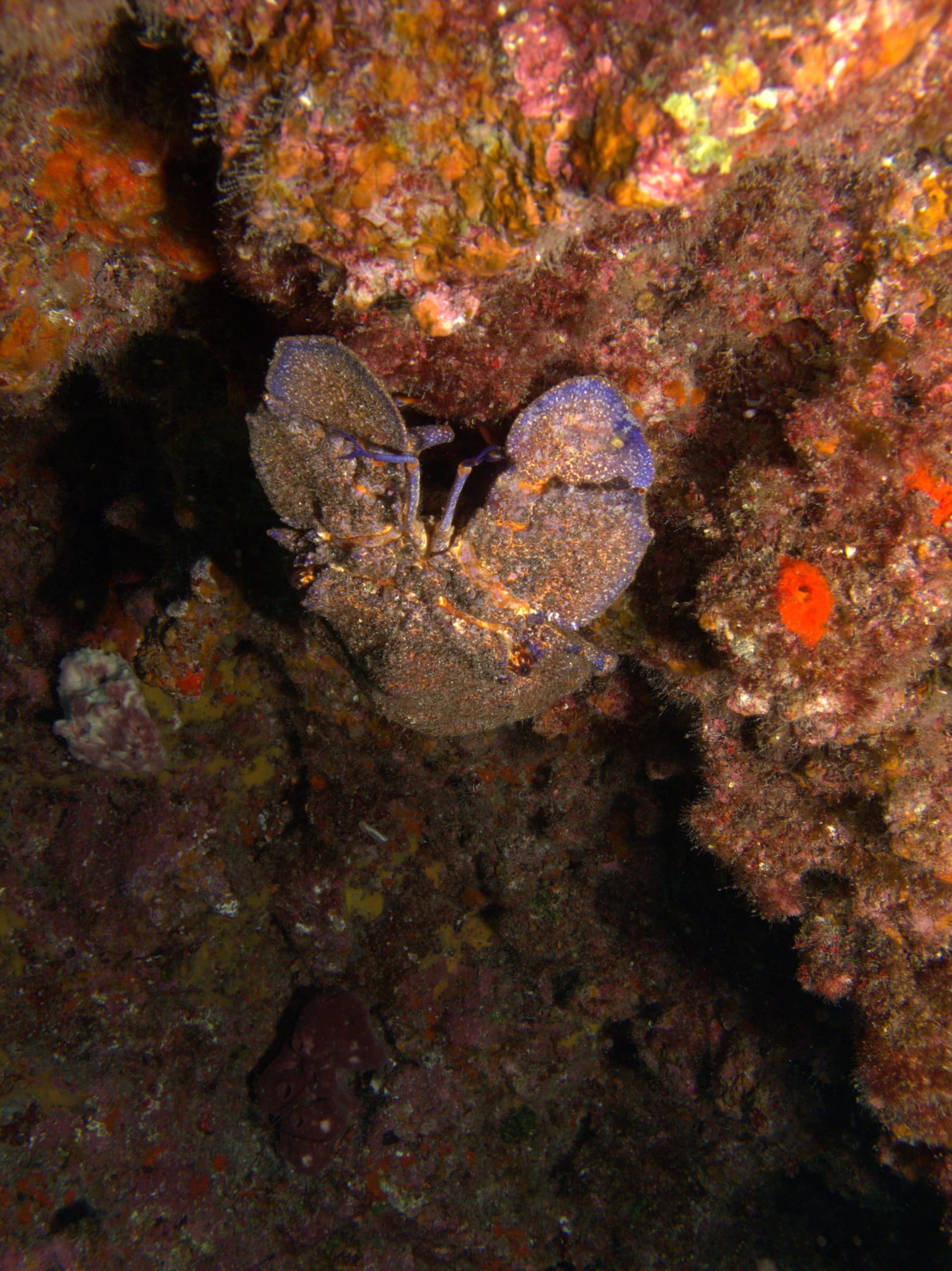Atlantic slipper lobster