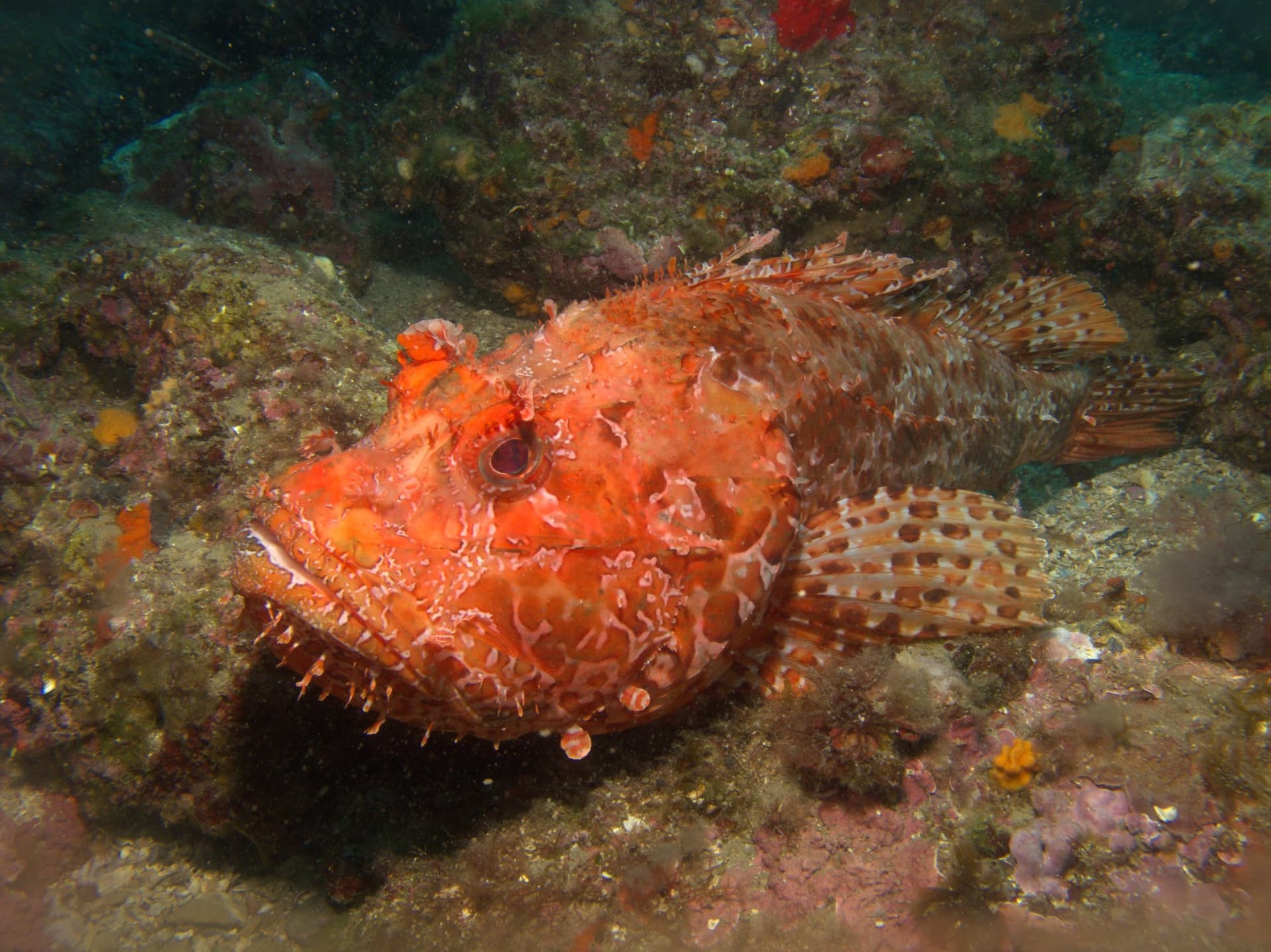 Red scorpionfish