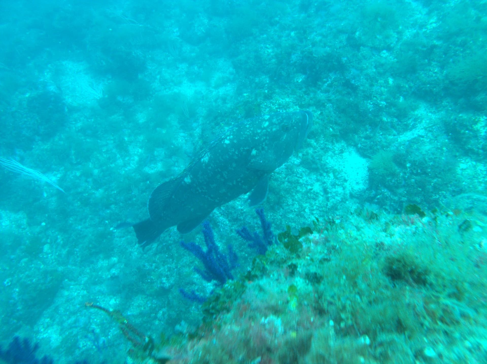 Dusky grouper