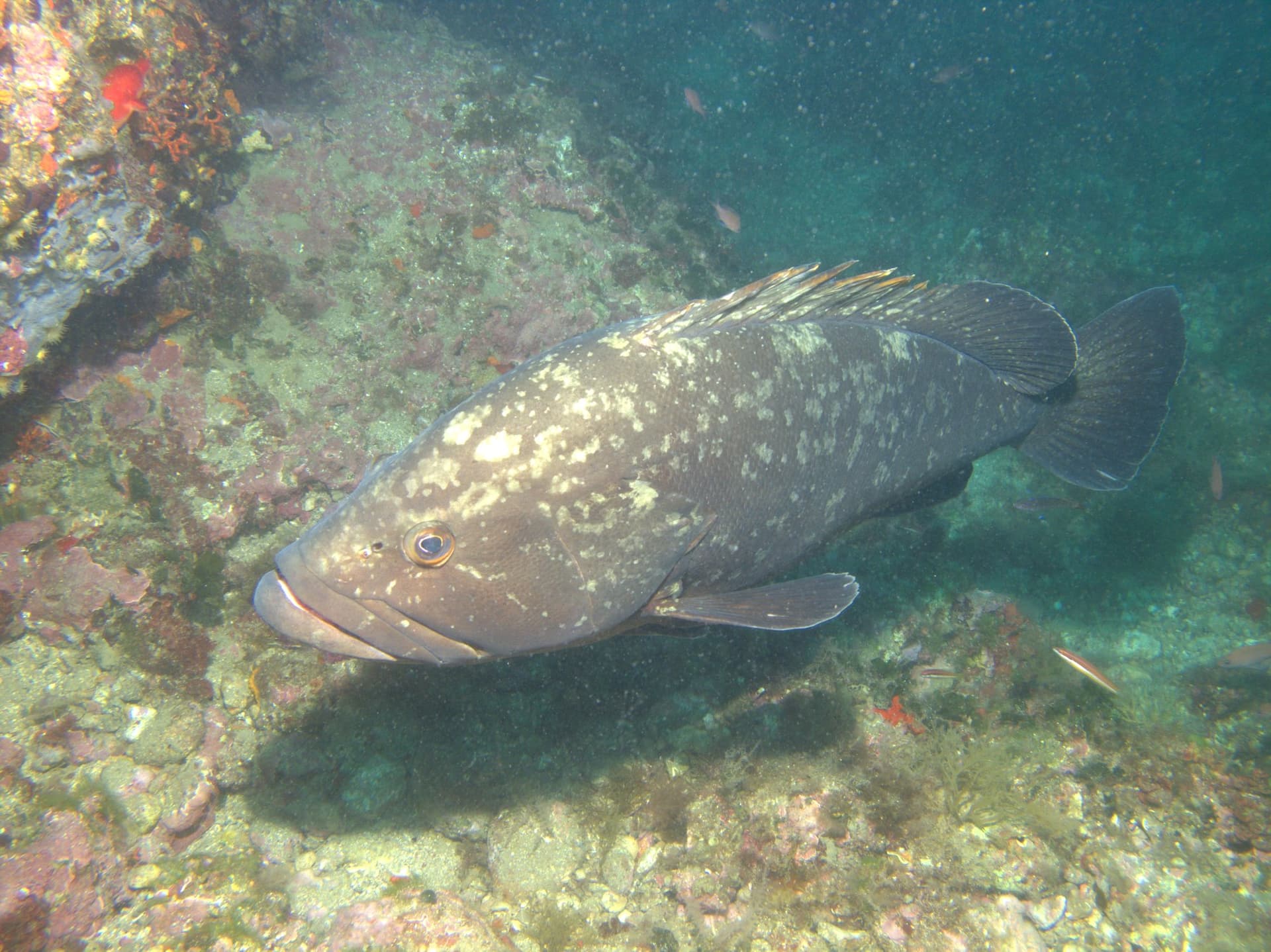 Dusky grouper