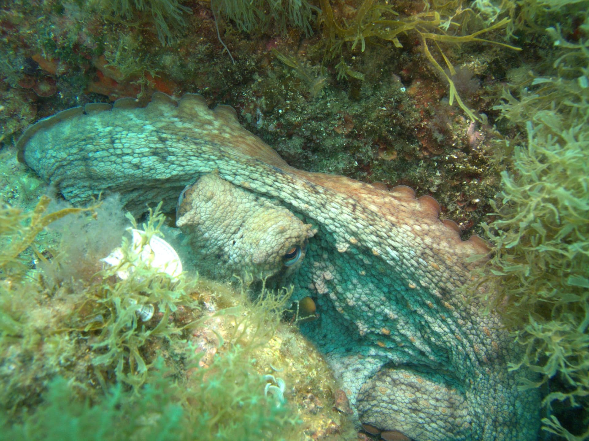 Common octopus